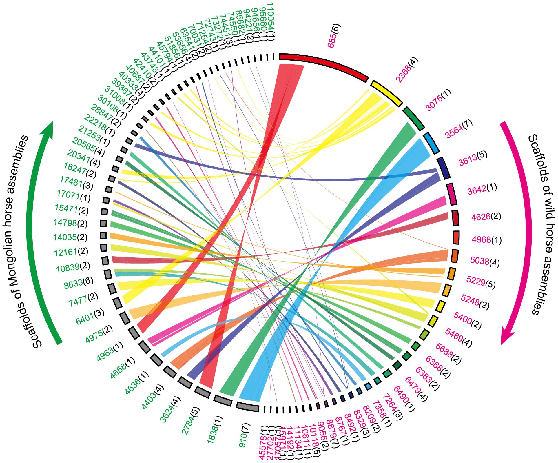 Analysis of horse genomes provides insight into the diversification and  adaptive evolution of karyotype | Scientific Reports