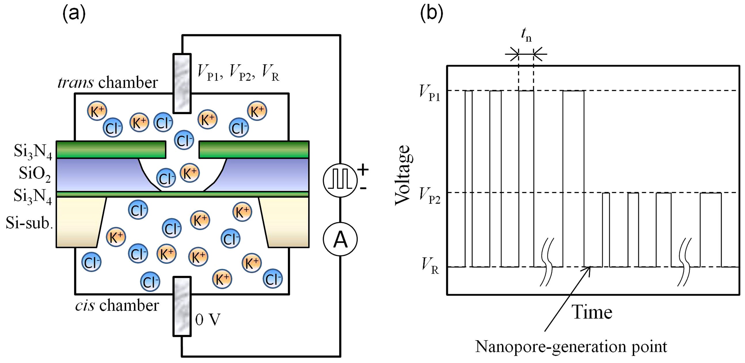 Fabricating nanopores with diameters of sub-1 nm to 3 nm using multilevel  pulse-voltage injection | Scientific Reports