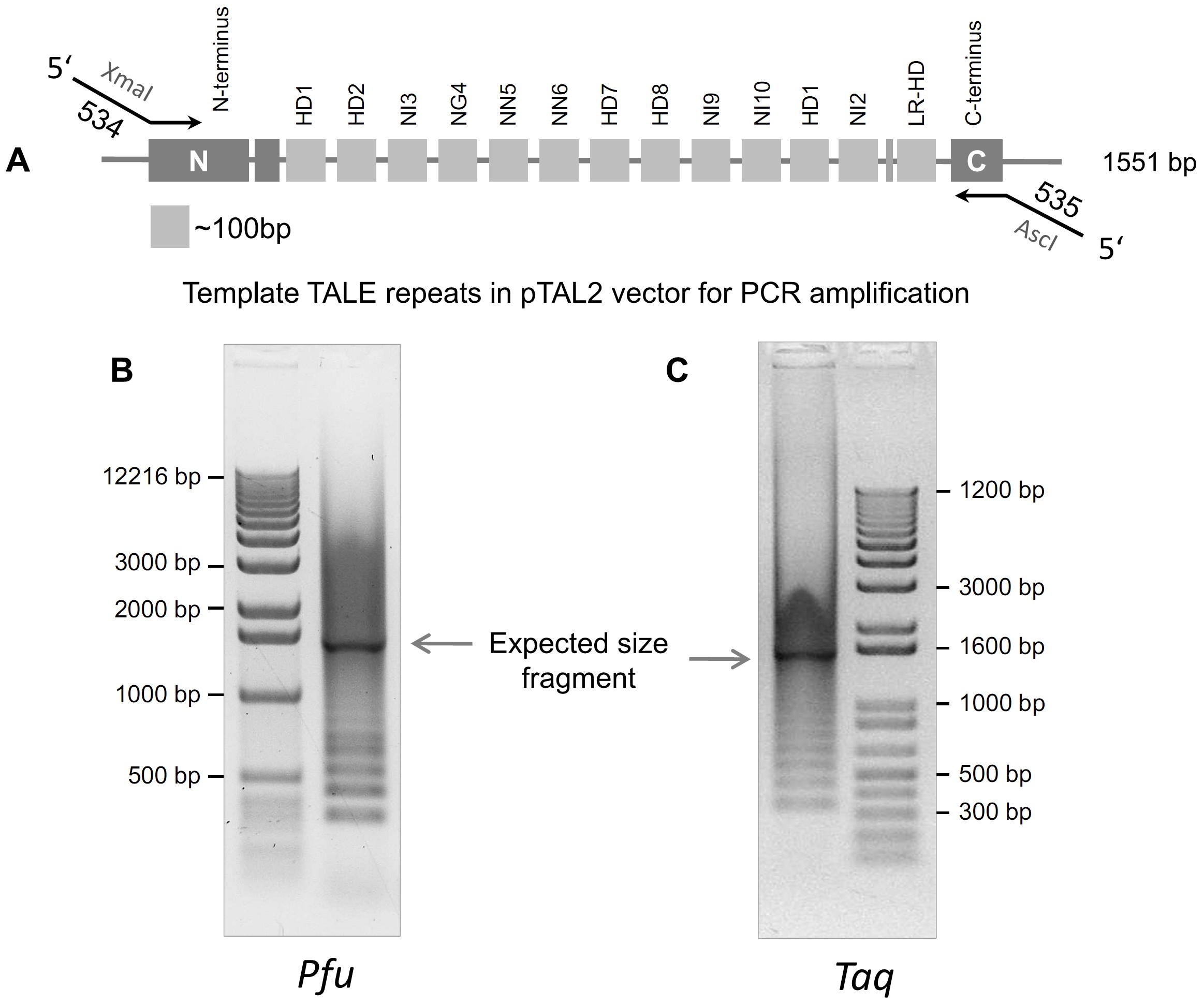 PCR amplification of repetitive DNA: a limitation to genome editing  technologies and many other applications | Scientific Reports