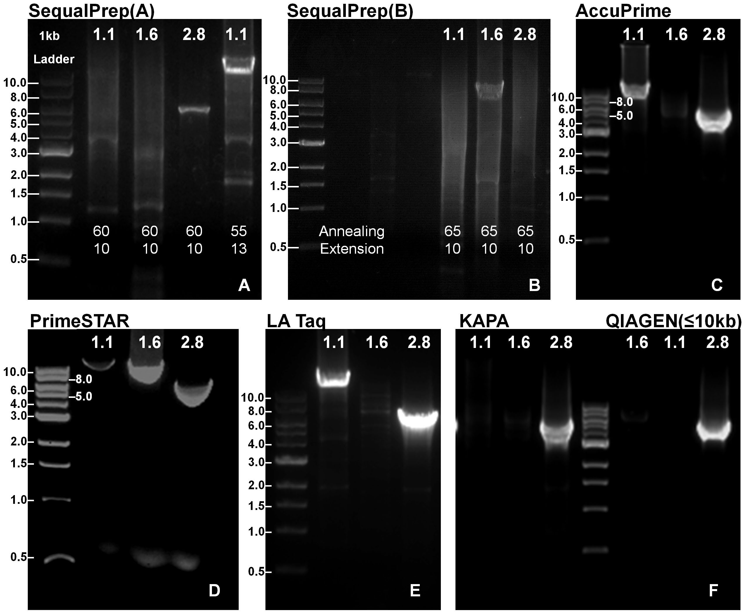 Long-range PCR in next-generation sequencing: comparison of six enzymes and  evaluation on the MiSeq sequencer | Scientific Reports