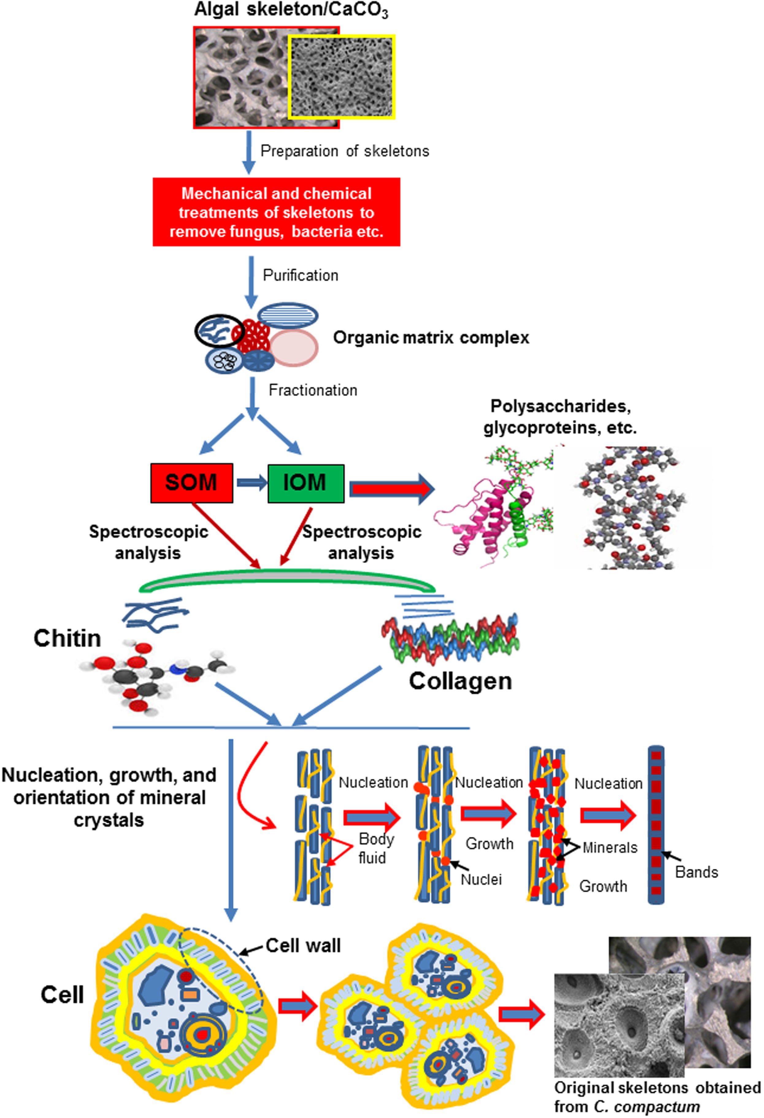 First Evidence Of Chitin In Calcified Coralline Algae New Insights Into The Calcification Process Of Clathromorphum Compactum Scientific Reports