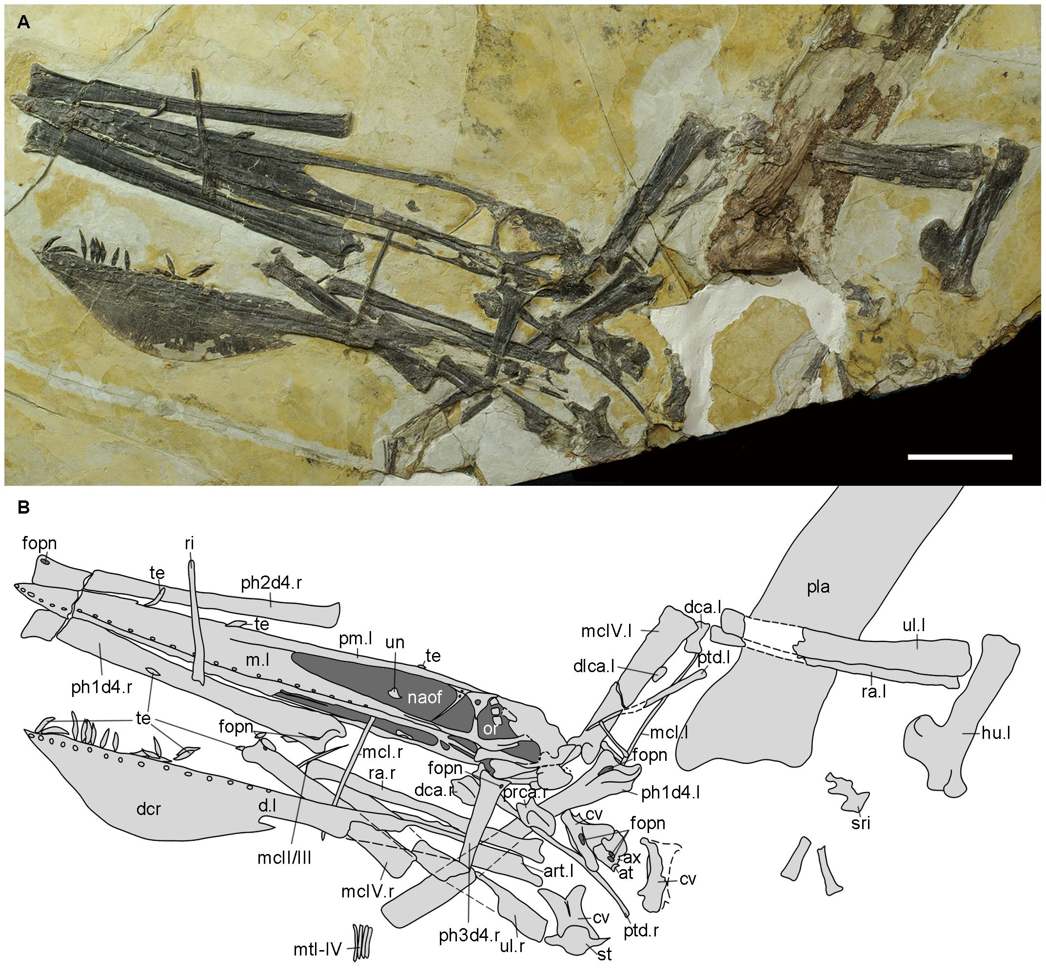 Ikrandraco < Pterodactyloidea.  Prehistoric animals, Prehistoric  creatures, Prehistoric art