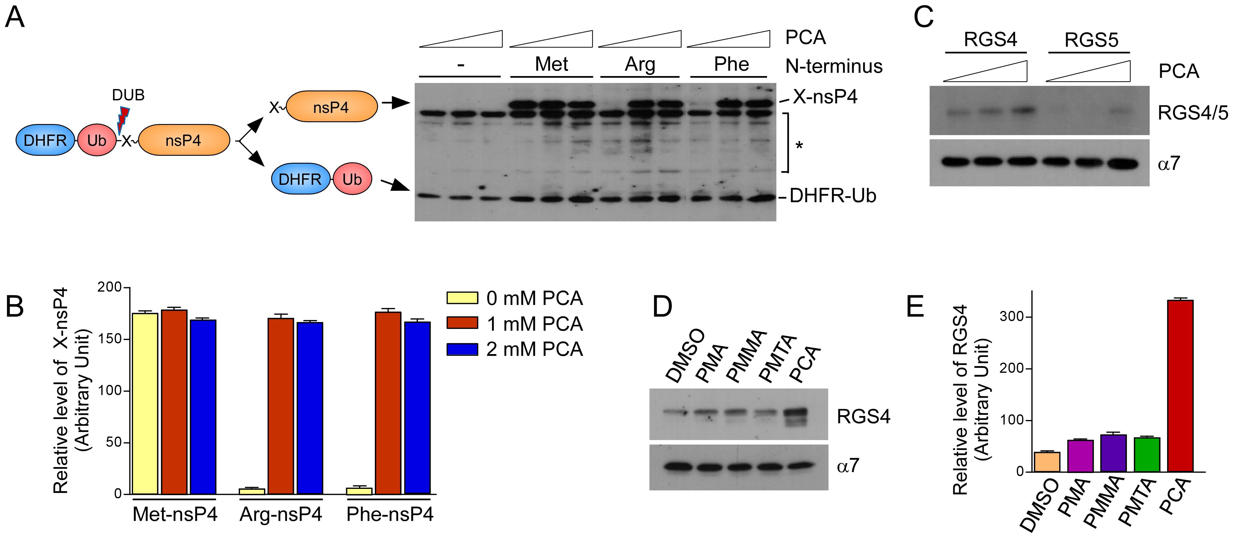 UBR2 mediates transcriptional silencing during spermatogenesis via histone  ubiquitination