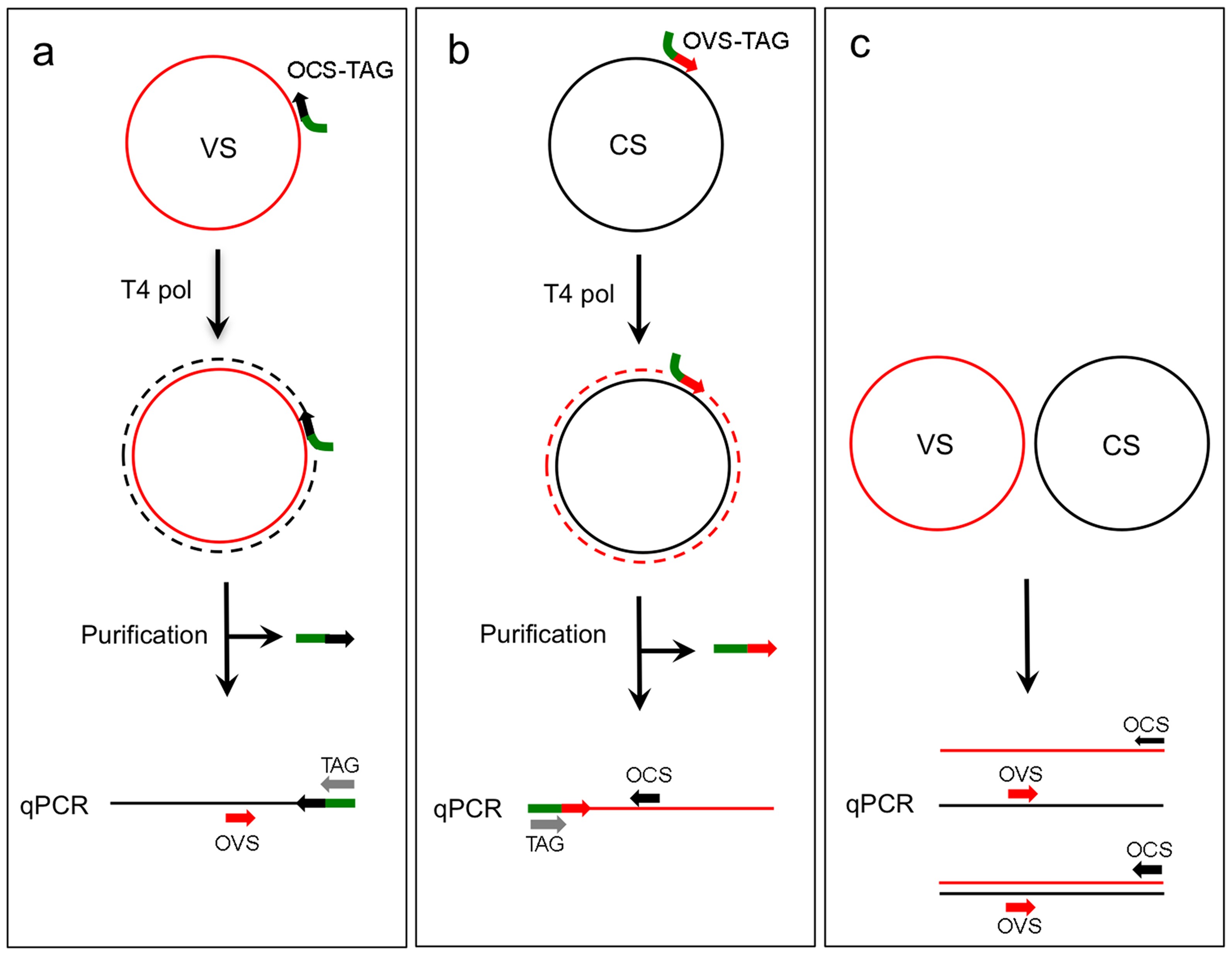 A Sensitive Method For The Quantification Of Virion Sense And Complementary Sense Dna Strands Of Circular Single Stranded Dna Viruses Scientific Reports