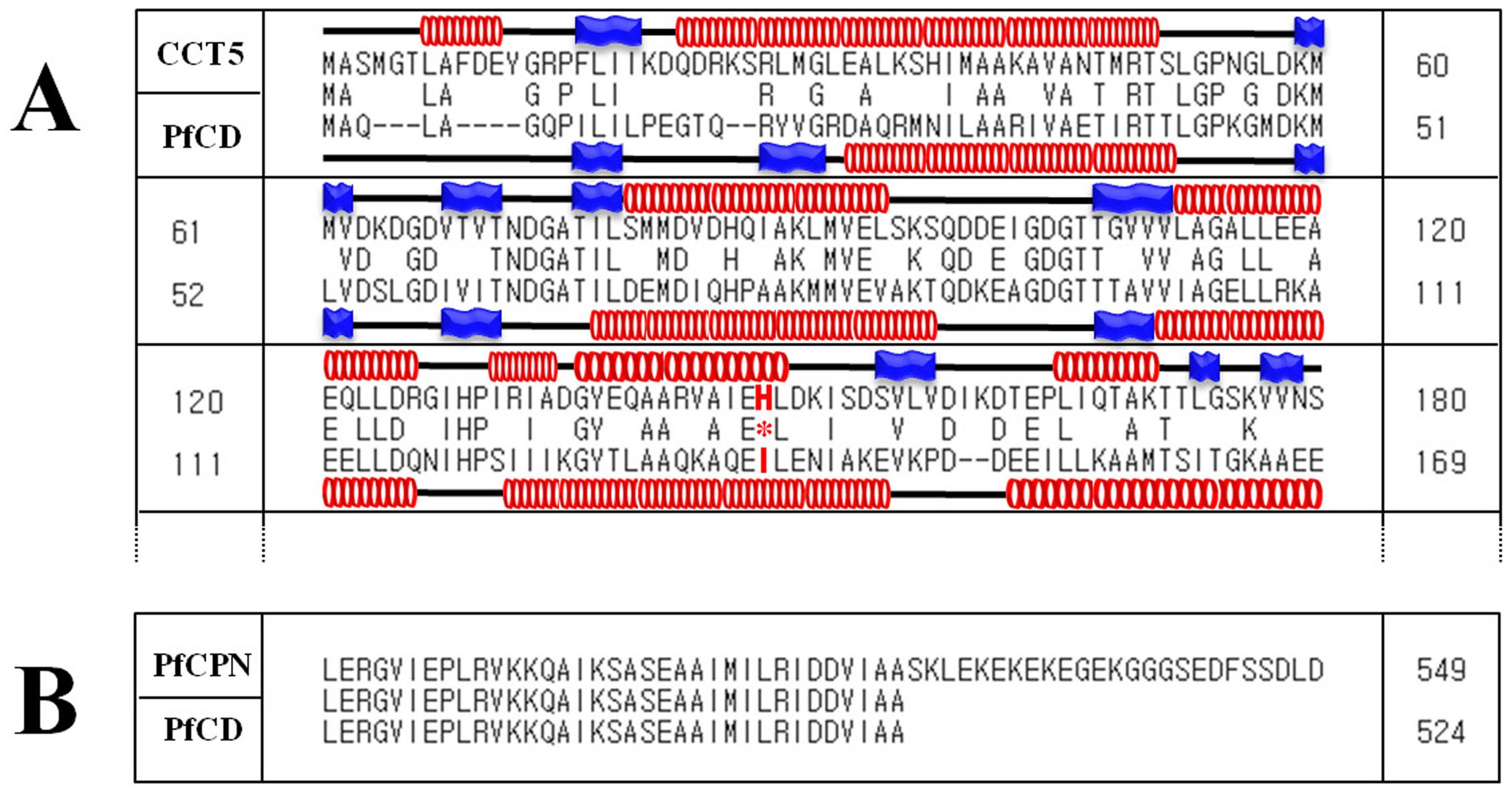 A Human Cct5 Gene Mutation Causing Distal Neuropathy Impairs Hexadecamer Assembly In An Archaeal Model Scientific Reports A Human Cct5 Gene Mutation Causing Distal Neuropathy Impairs Hexadecamer Assembly In An Archaeal Model Scientific Reports