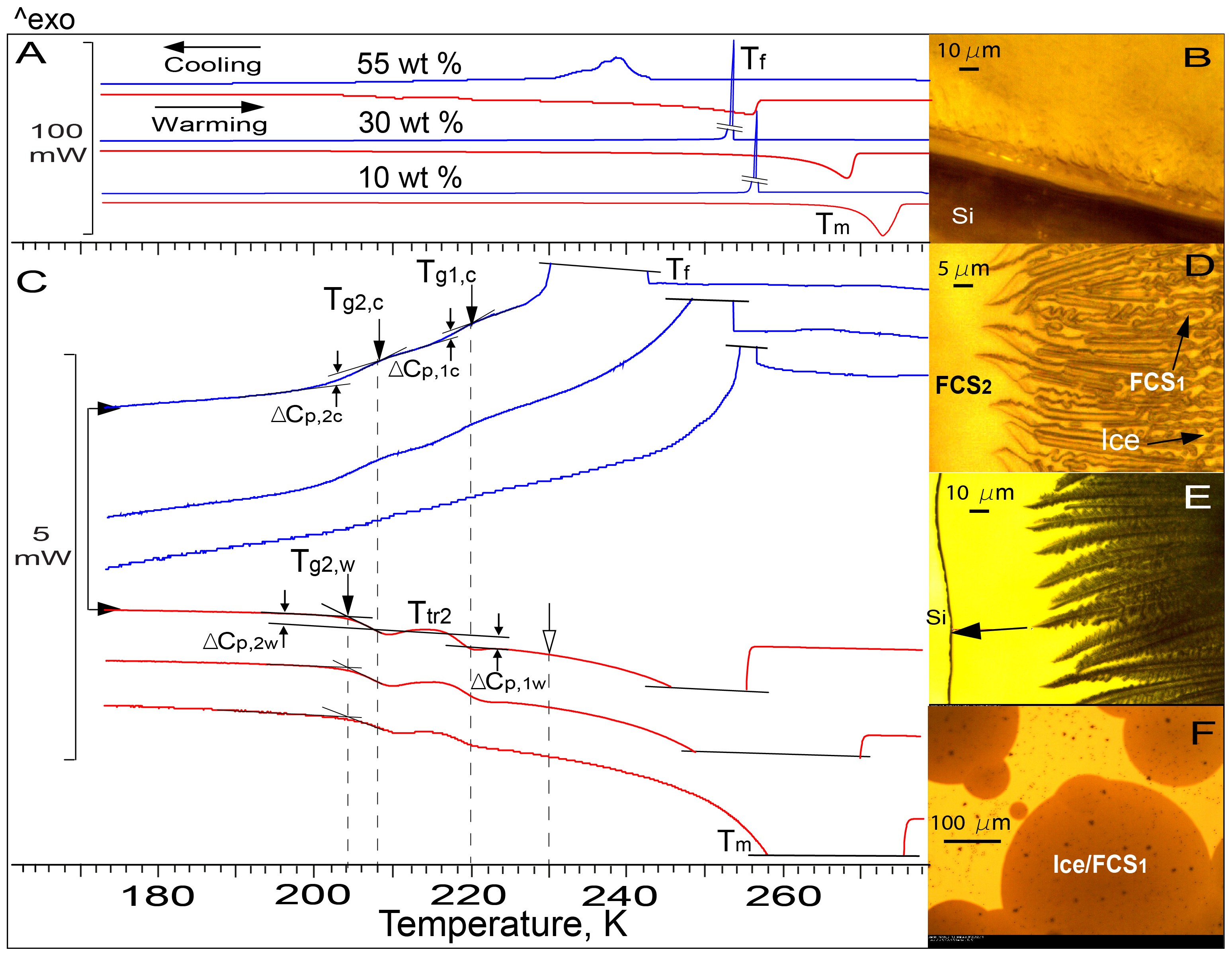 Electron microscopy and calorimetry of proteins in supercooled