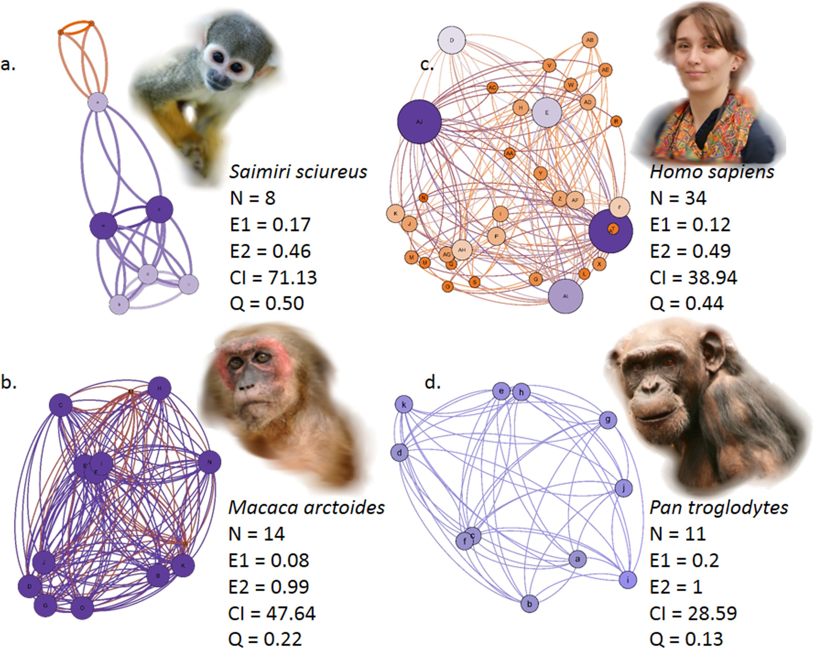 Social networks in primates: smart and tolerant species have more efficient  networks | Scientific Reports