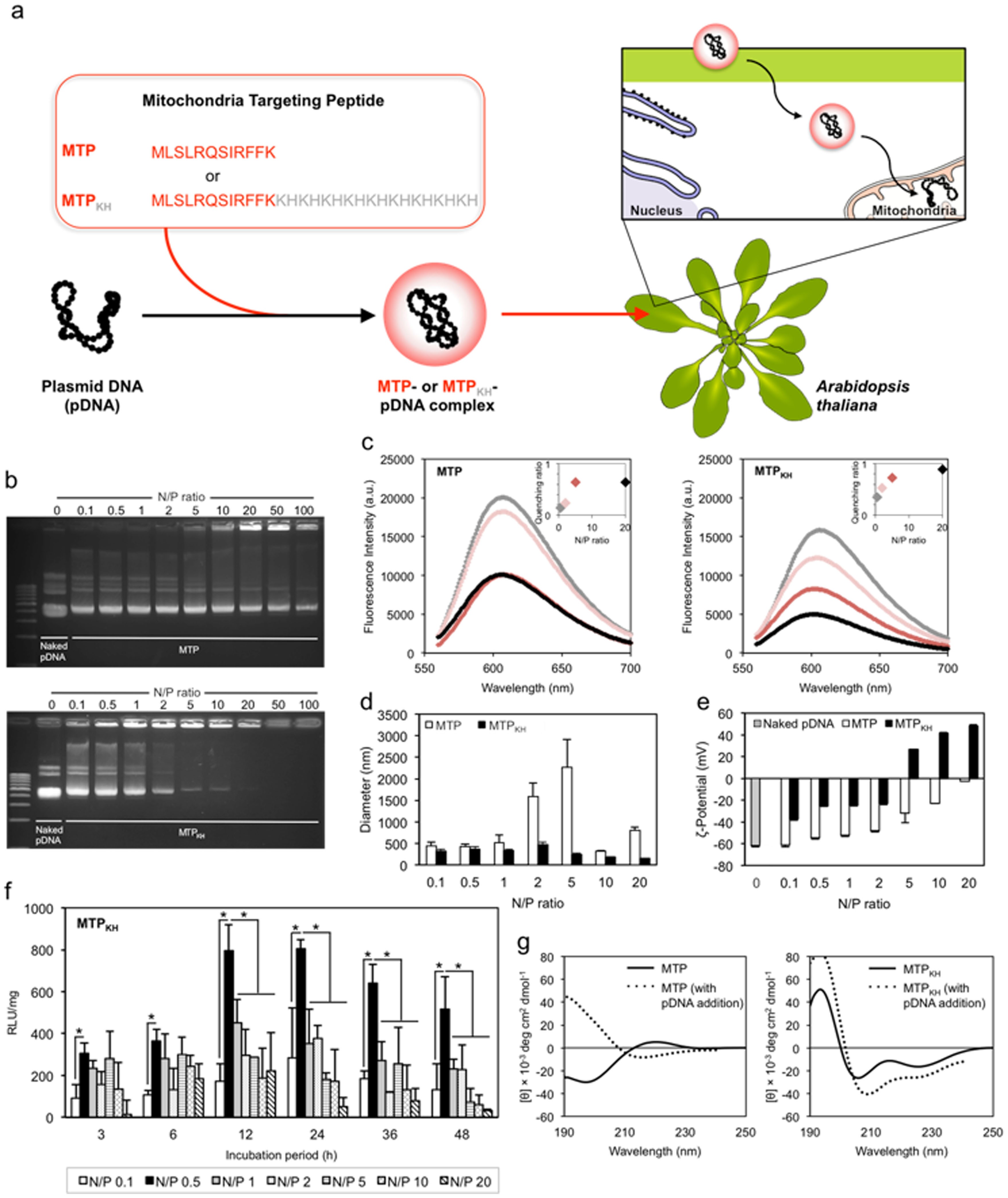 Gene Introduction Into The Mitochondria Of Arabidopsis Thaliana Via Peptide Based Carriers Scientific Reports
