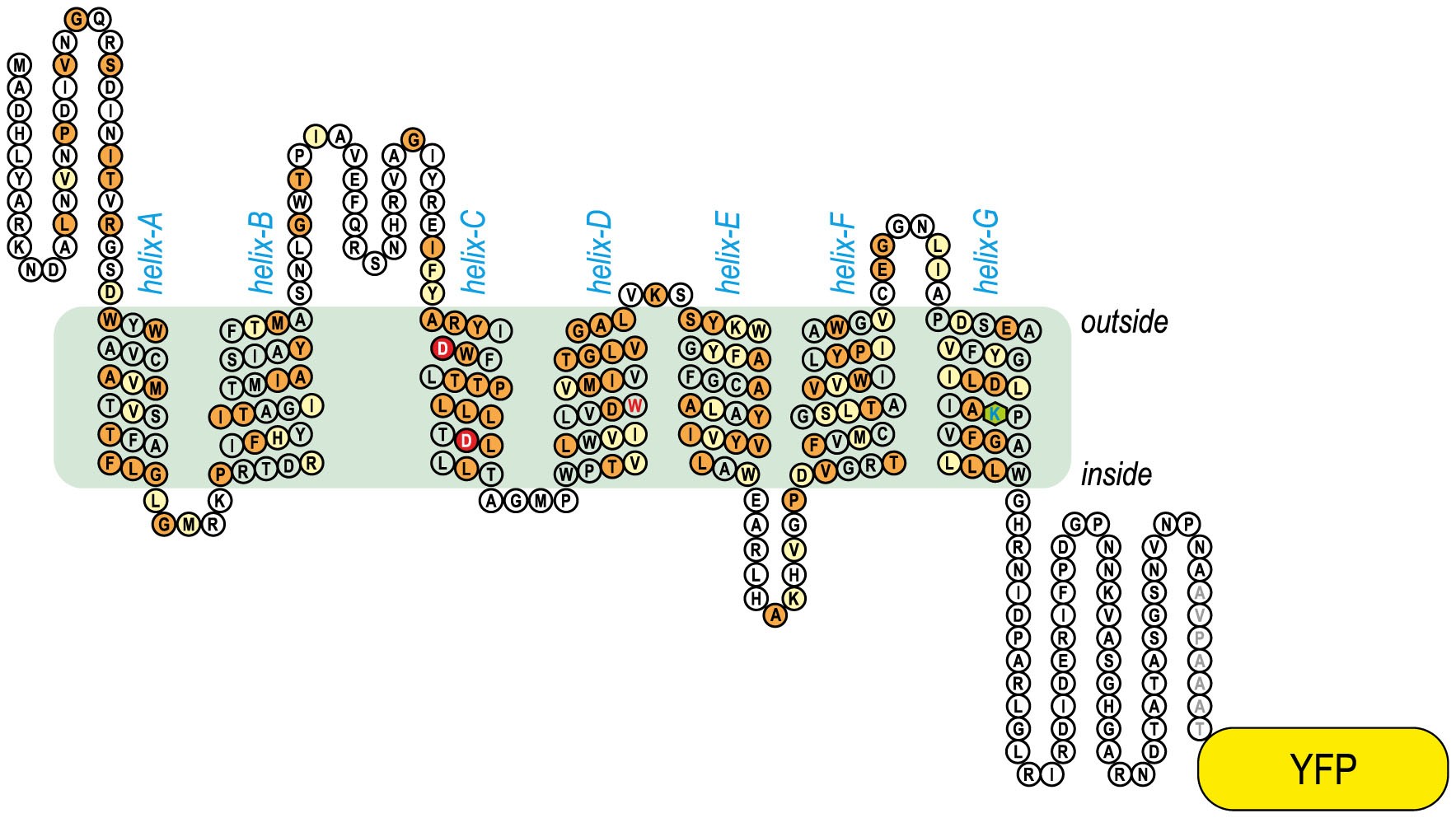 The Caro Rhodopsin Of The Fungus Fusarium Fujikuroi Is A Light Driven Proton Pump That Retards Spore Germination Scientific Reports