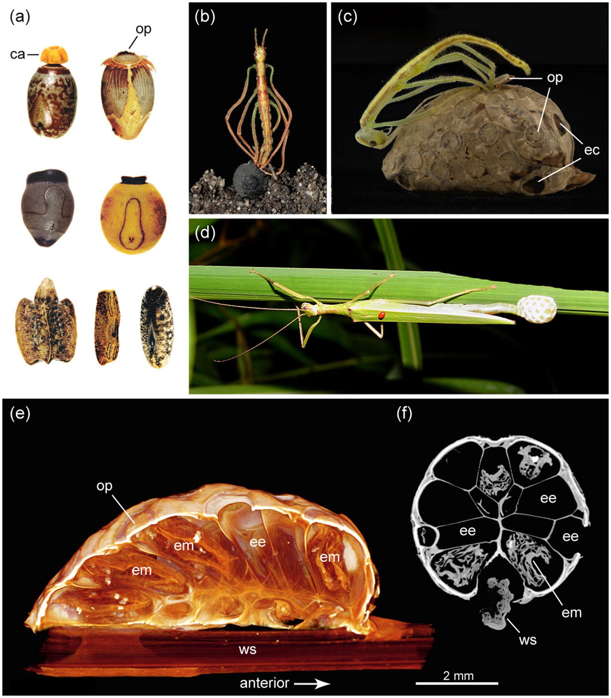 Extreme convergence in egg-laying strategy across insect orders |  Scientific Reports