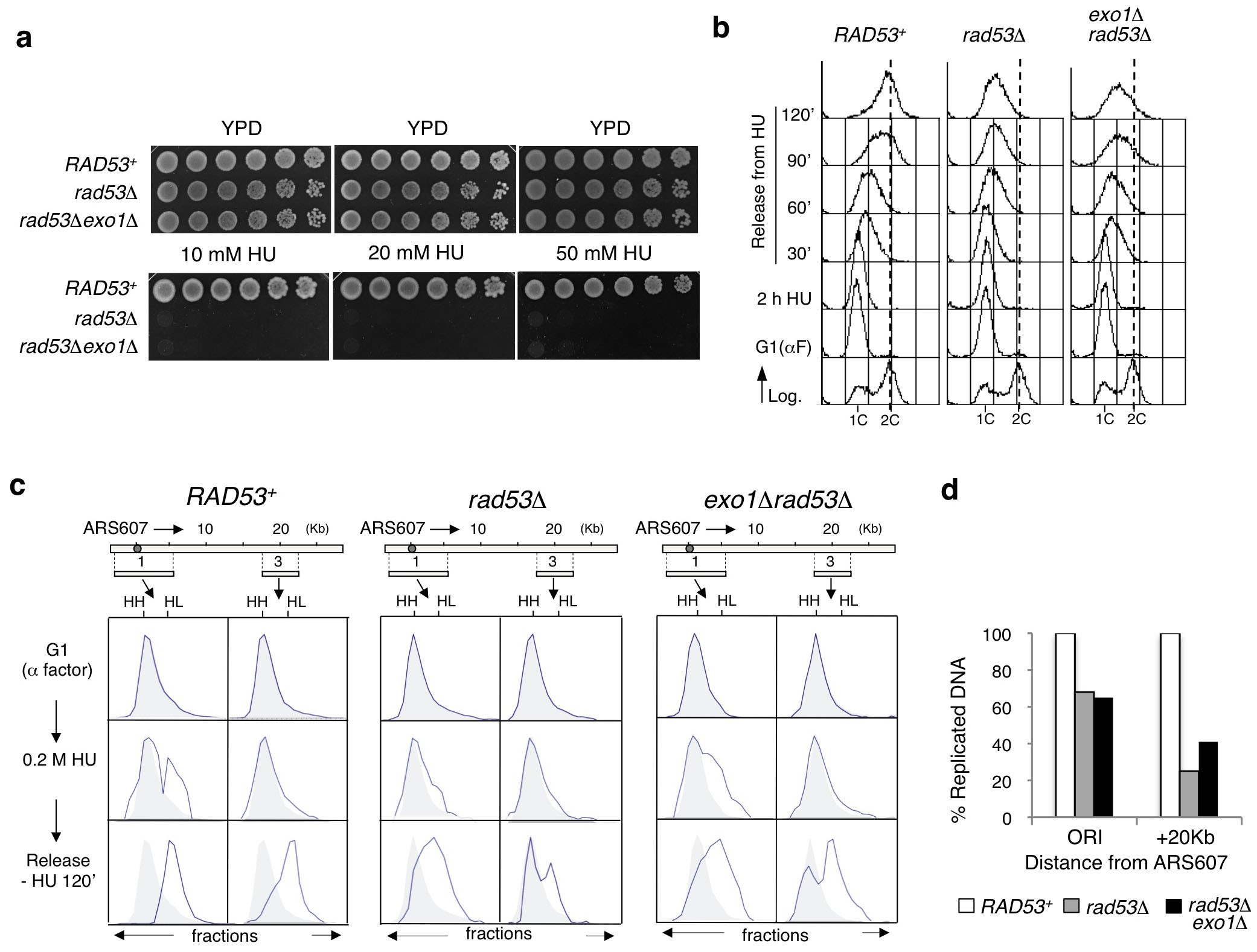 Checkpoint Dependent Rnr Induction Promotes Fork Restart After Replicative Stress Scientific Reports