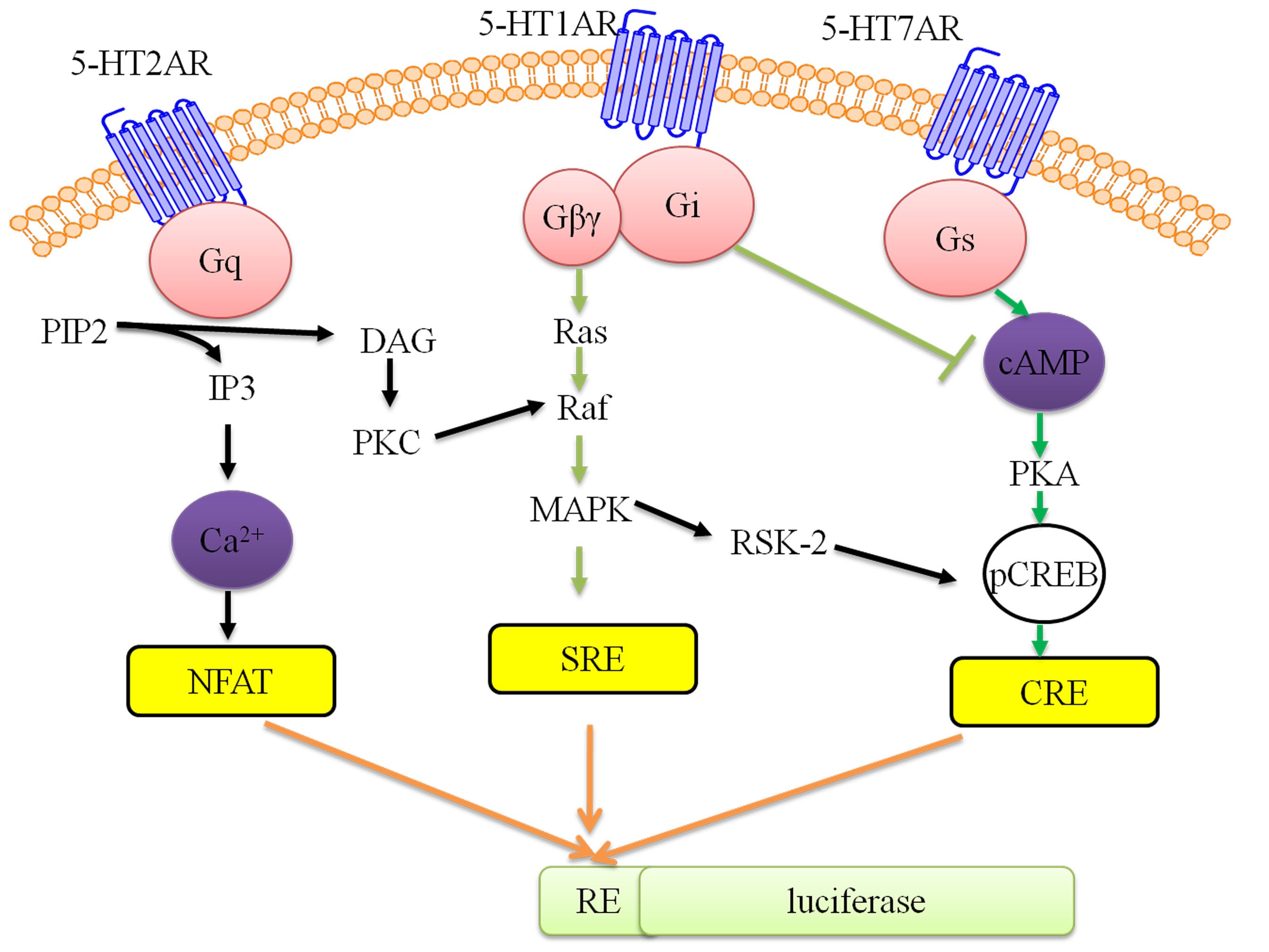 https://media.springernature.com/full/springer-static/image/art%3A10.1038%2Fsrep08060/MediaObjects/41598_2015_Article_BFsrep08060_Fig1_HTML.jpg
