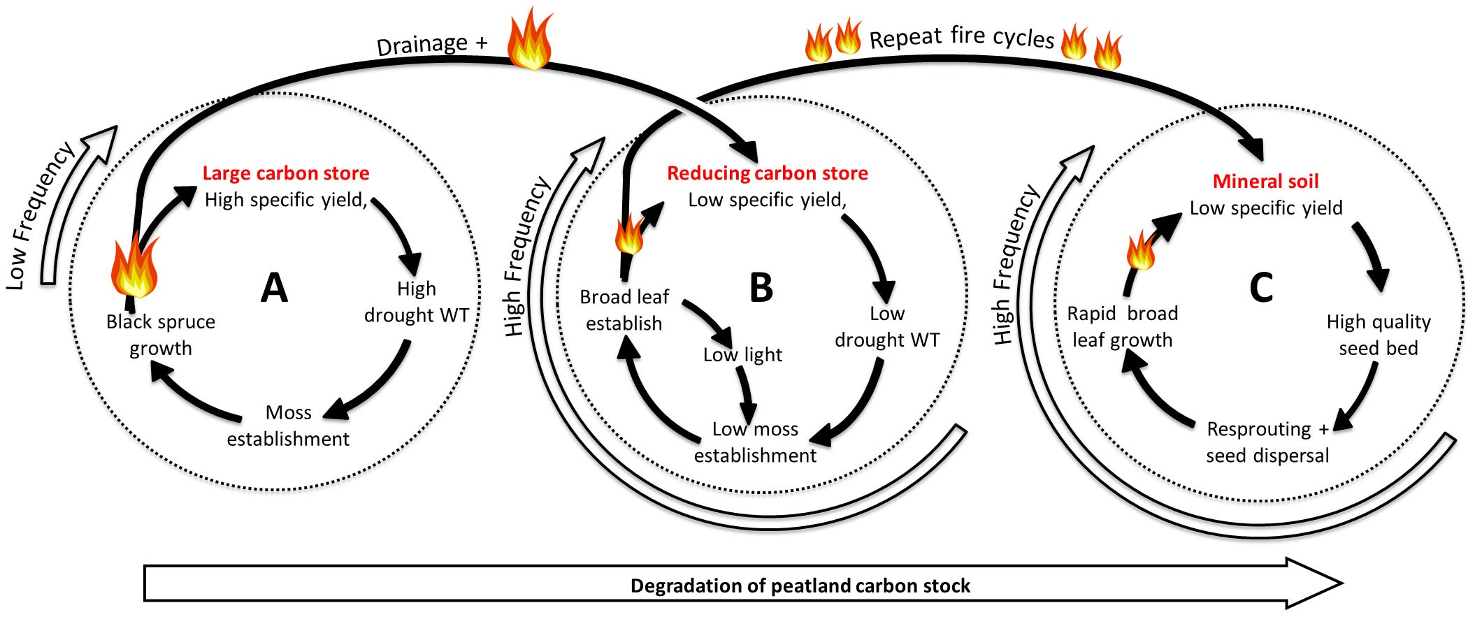 Frontiers  Meteorological Controls on Water Table Dynamics in Fen  Peatlands Depend on Management Regimes