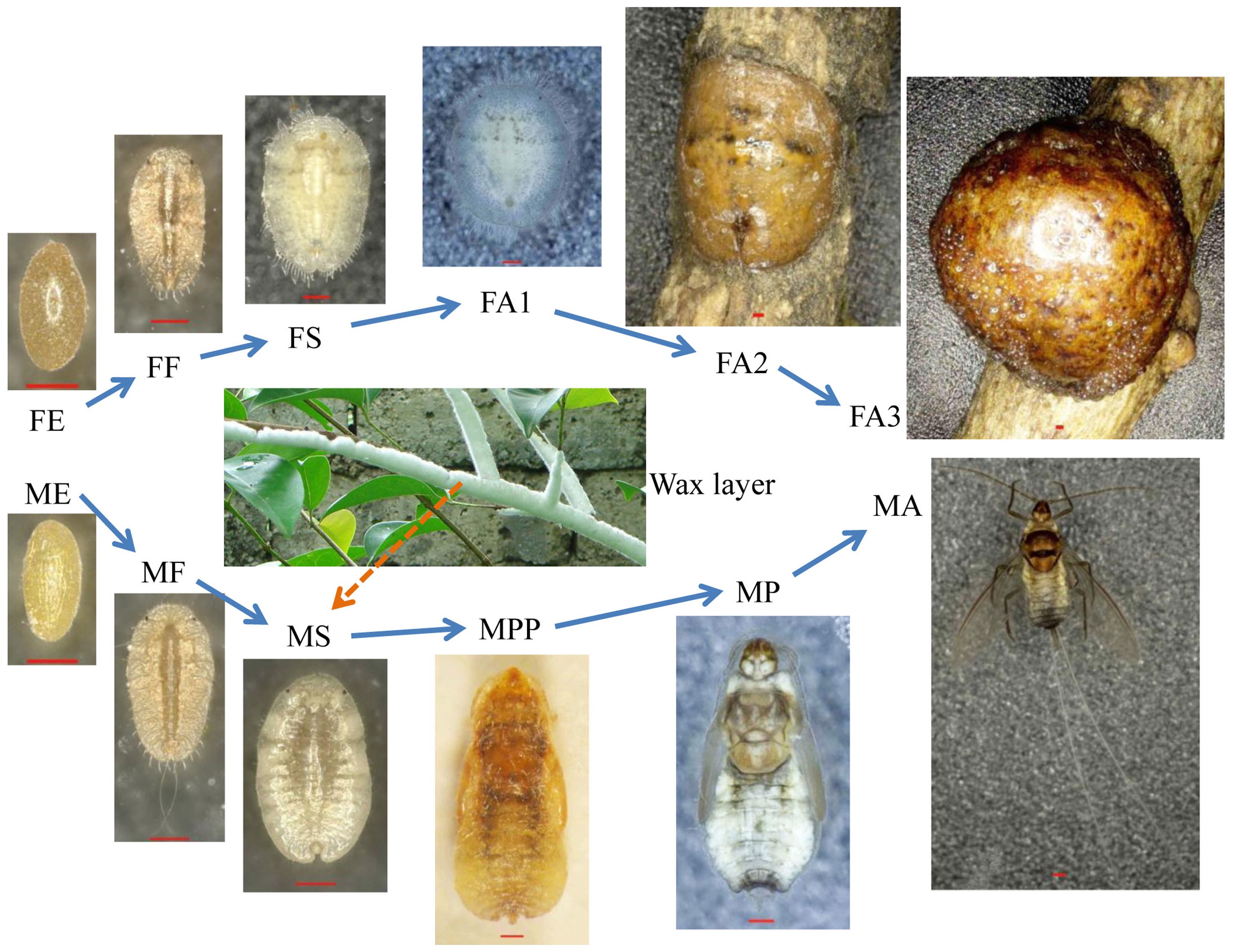 Transcriptome Analysis of Sexually Dimorphic Chinese White Wax Scale Insects  Reveals Key Differences in Developmental Programs and Transcription Factor  Expression | Scientific Reports