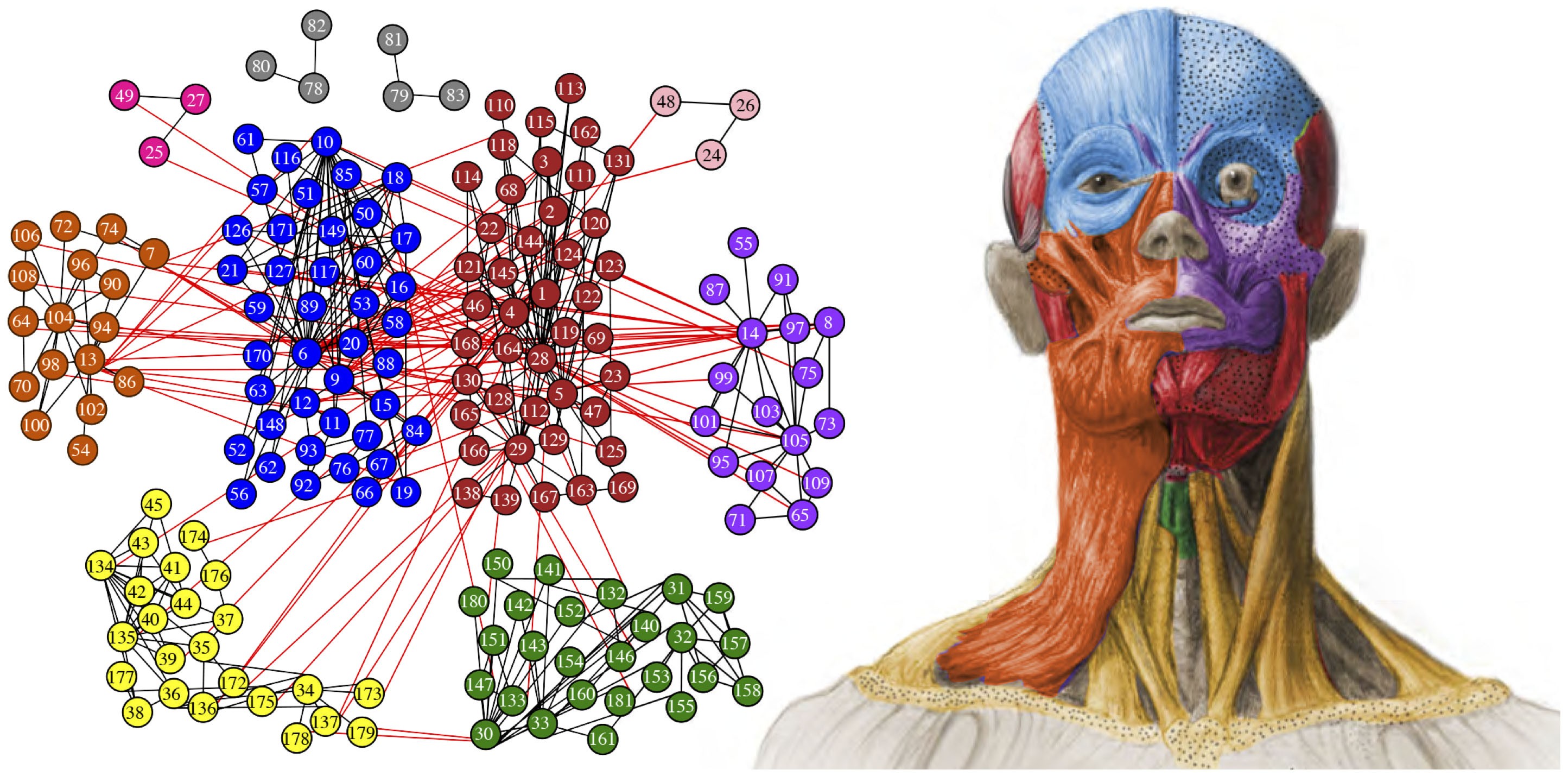 Anatomy : 1 166 103 images, photos de stock, objets 3D et images  vectorielles