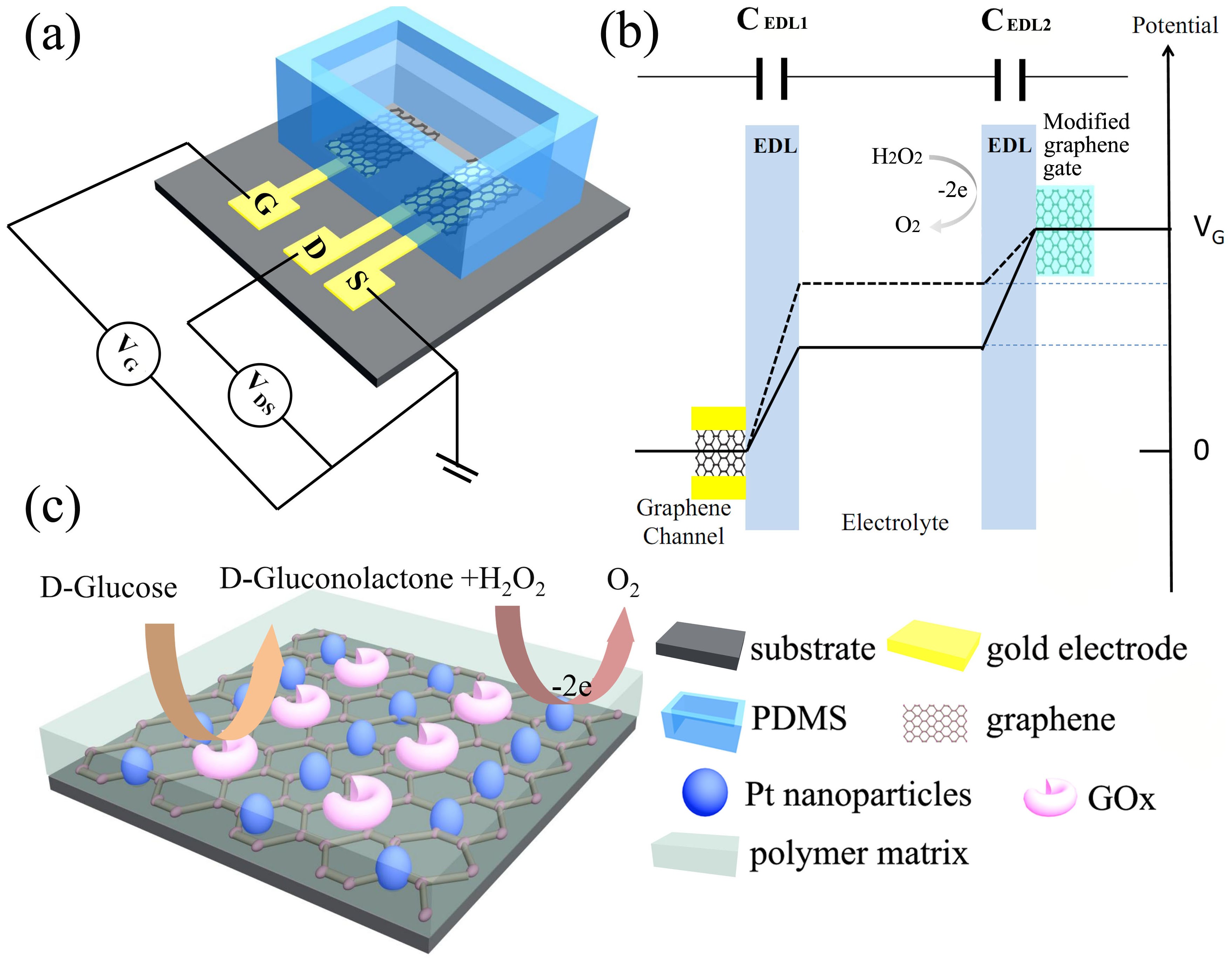 Highly sensitive glucose sensors based on enzyme-modified whole-graphene  solution-gated transistors | Scientific Reports