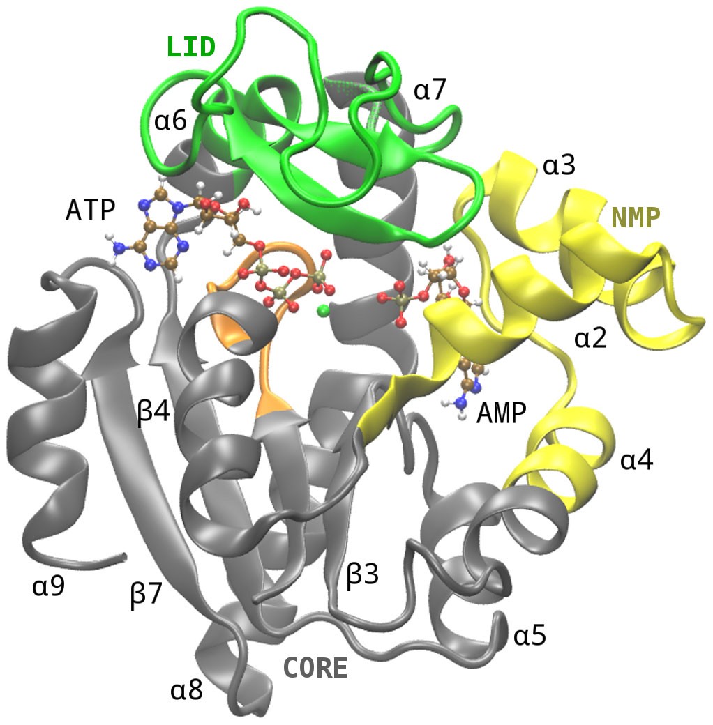 Energetics and Structural Characterization of the large-scale Functional  Motion of Adenylate Kinase | Scientific Reports
