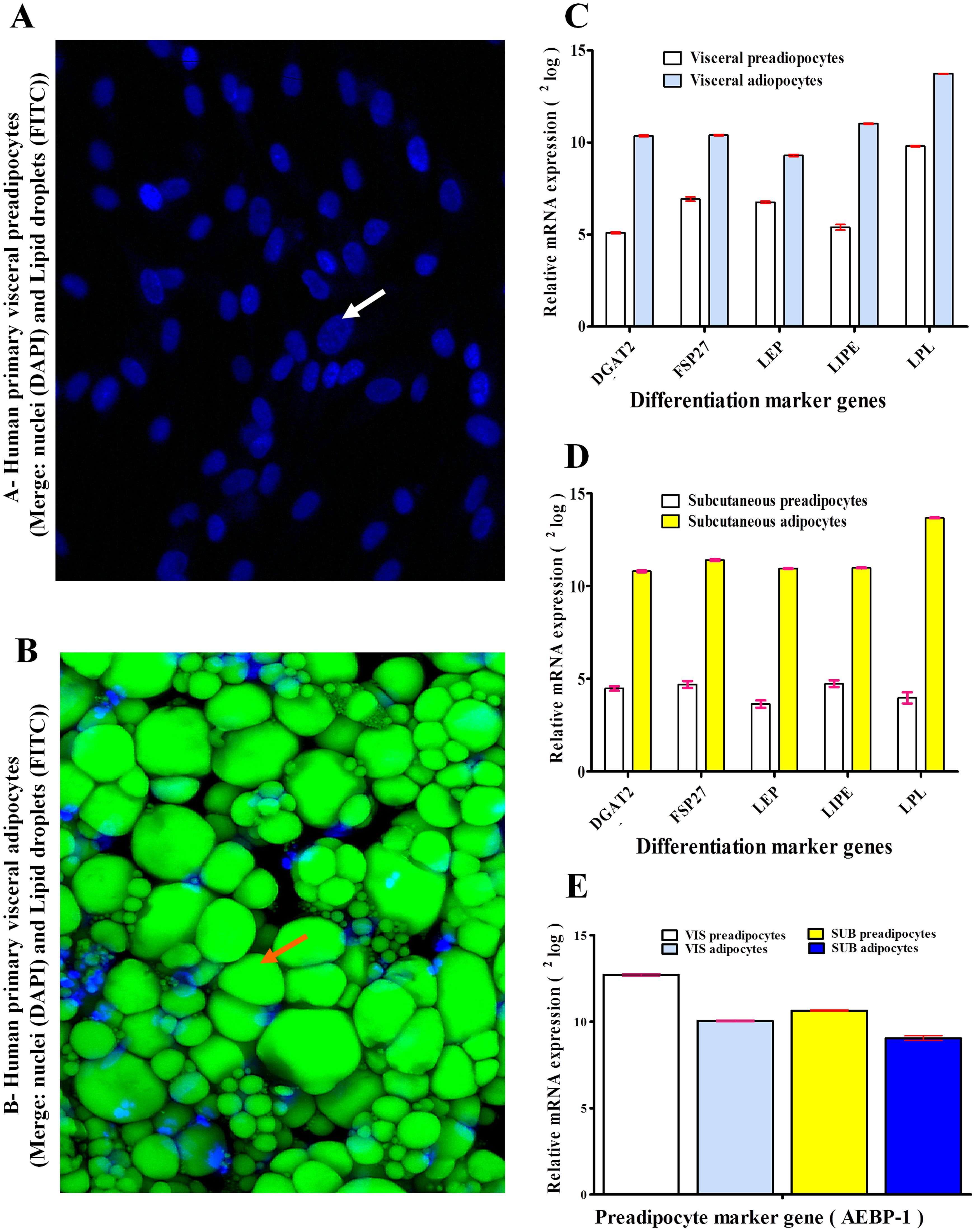 glp 1 droplets Oral GLP-1 receptor agonist promotes astrocyte-neuron lactate and lipid transfer with neuroprotective effects TrimRX | Half-Life of GLP-1
