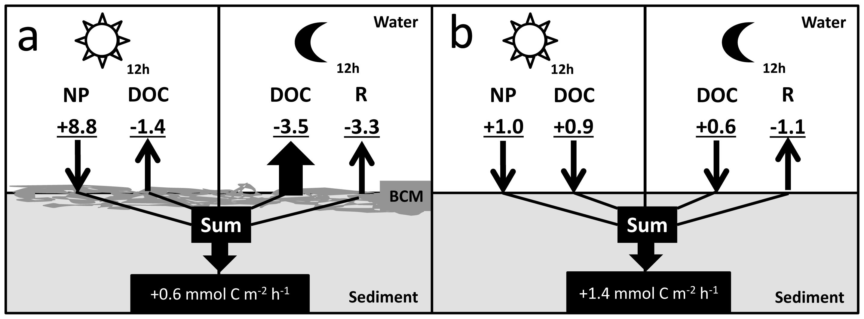 High dissolved organic carbon release by benthic cyanobacterial 