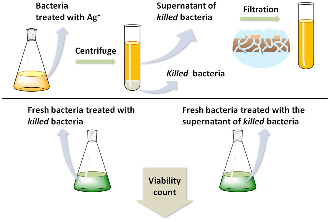 Antibacterial activity of silver-killed bacteria: the "zombies" effect |  Scientific Reports