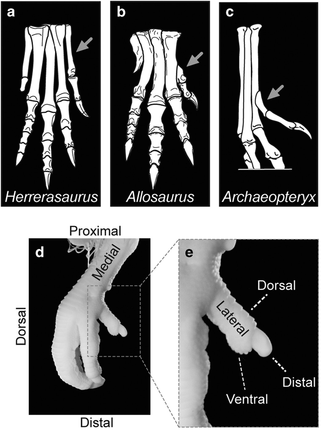 Bird embryos respond to adult warning calls inside their shells