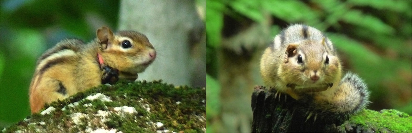 Spying on small wildlife sounds using affordable collar-mounted miniature  microphones: an innovative method to record individual daylong  vocalisations in chipmunks | Scientific Reports