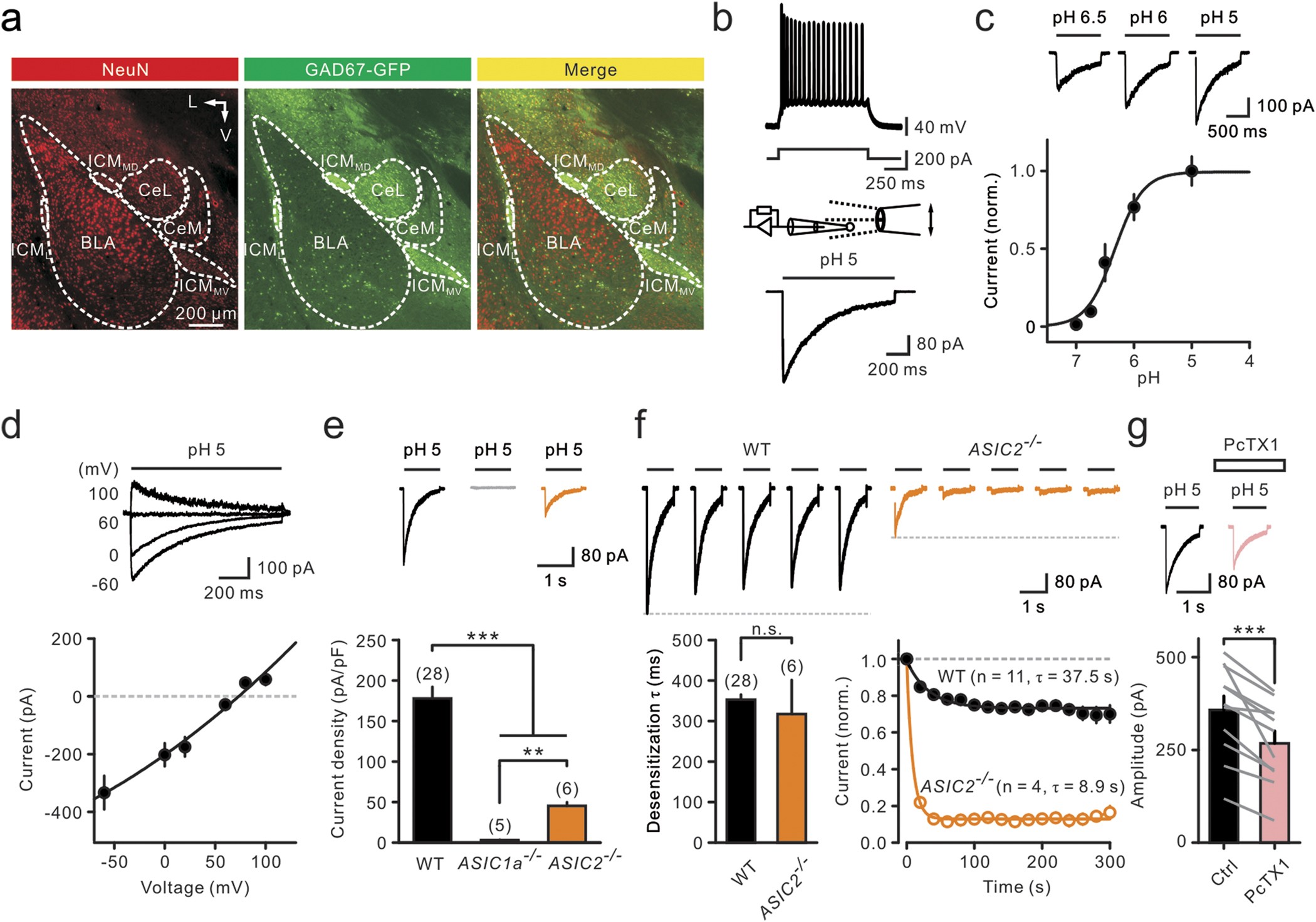 ASIC-dependent LTP at multiple glutamatergic synapses in amygdala network  is required for fear memory | Scientific Reports
