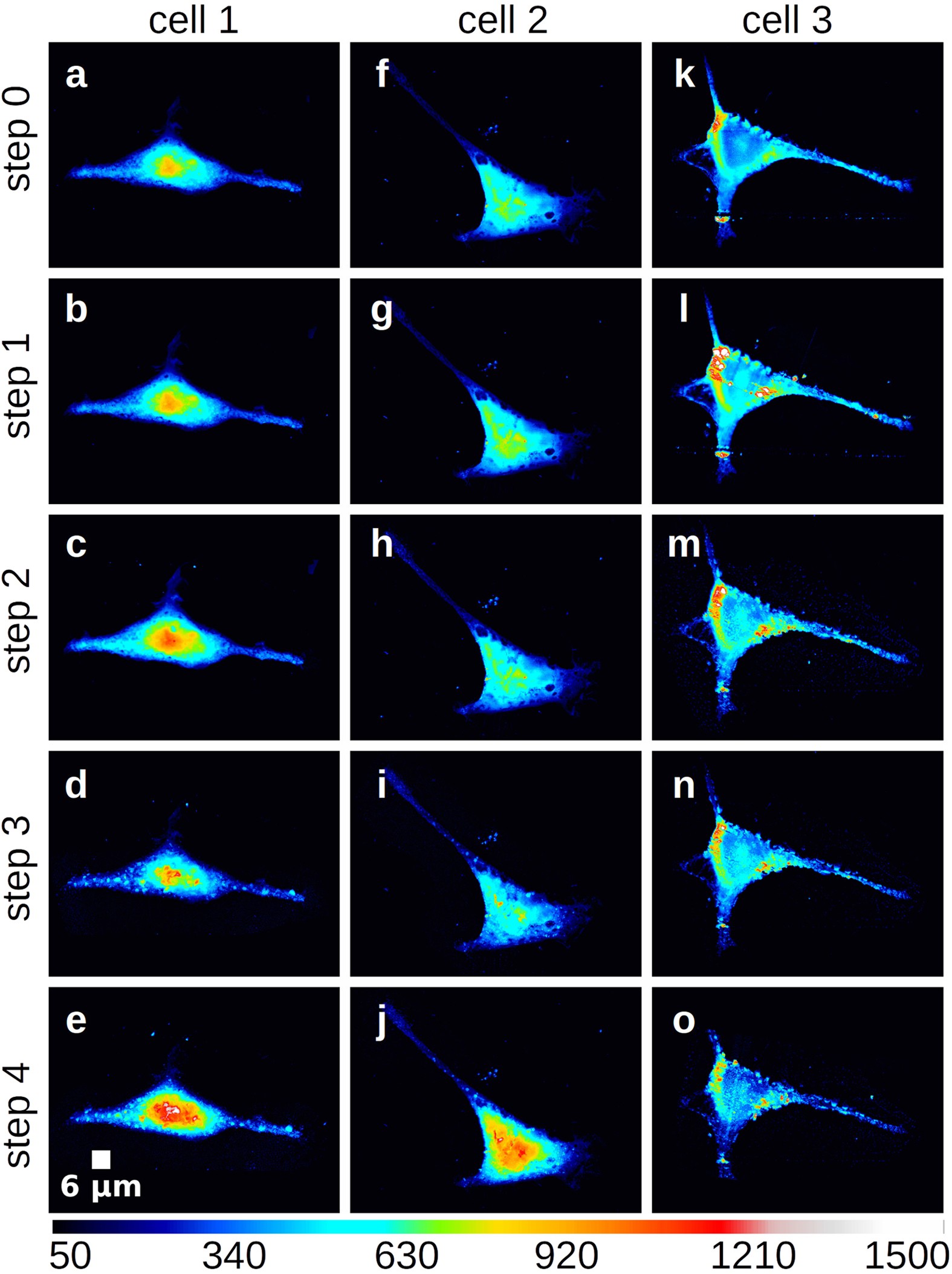 Soft X-Ray Microscopy Radiation Damage On Fixed Cells Investigated With  Synchrotron Radiation FTIR Microscopy | Scientific Reports