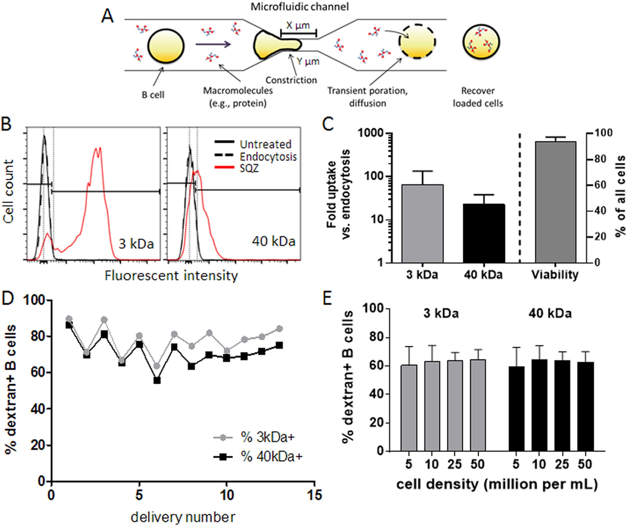 Microfluidic squeezing for intracellular antigen loading in polyclonal  B-cells as cellular vaccines | Scientific Reports