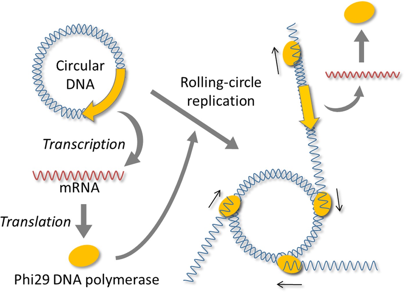 A transcription and translation-coupled DNA replication system using rolling-circle  replication | Scientific Reports