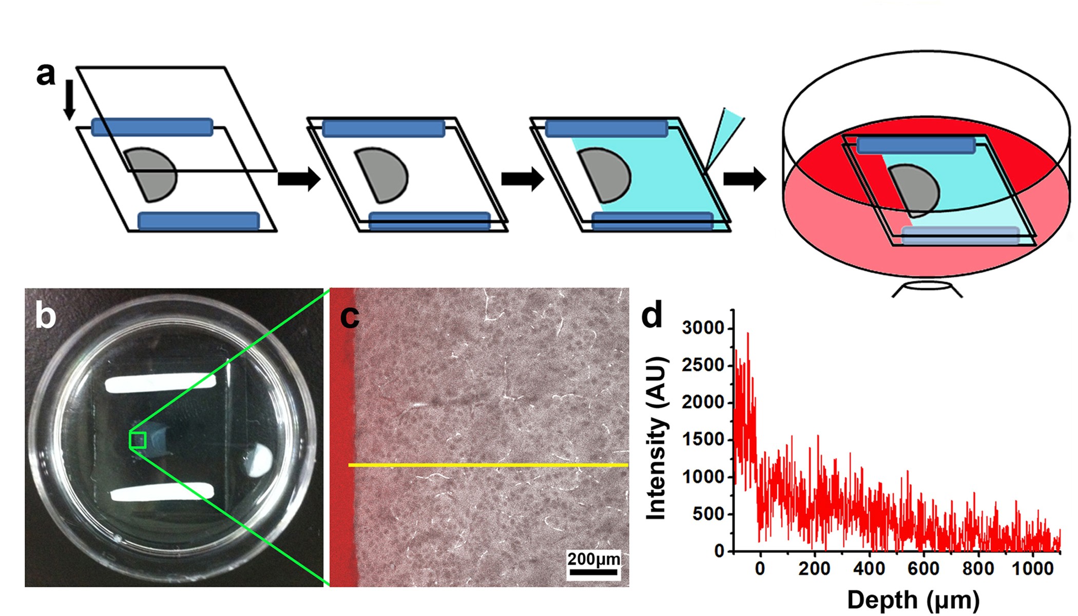 Fast immuno-labeling by electrophoretically driven infiltration for intact  tissue imaging | Scientific Reports