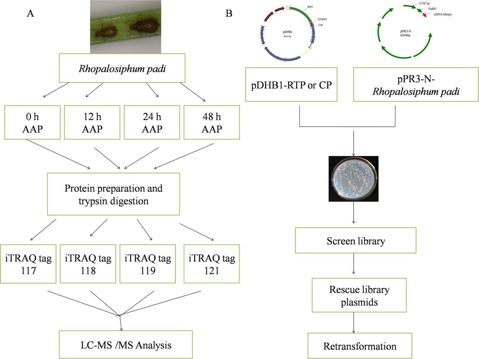 scraper result powder Integrative proteomics to understand the transmission mechanism of Barley yellow dwarf virus-GPV by its insect vector Rhopalosiphum padi | Scientific Reports scraper result powder Integrative proteomics to understand the transmission mechanism of Barley yellow dwarf virus-GPV by its insect vector Rhopalosiphum padi | Scientific Reports