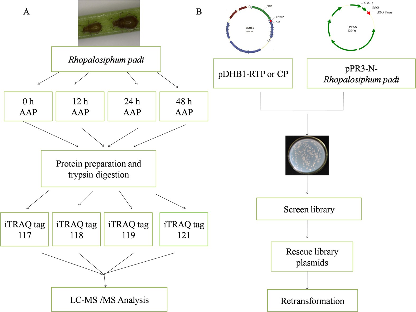 Integrative proteomics to understand the transmission mechanism of Barley  yellow dwarf virus-GPV by its insect vector Rhopalosiphum padi | Scientific  Reports