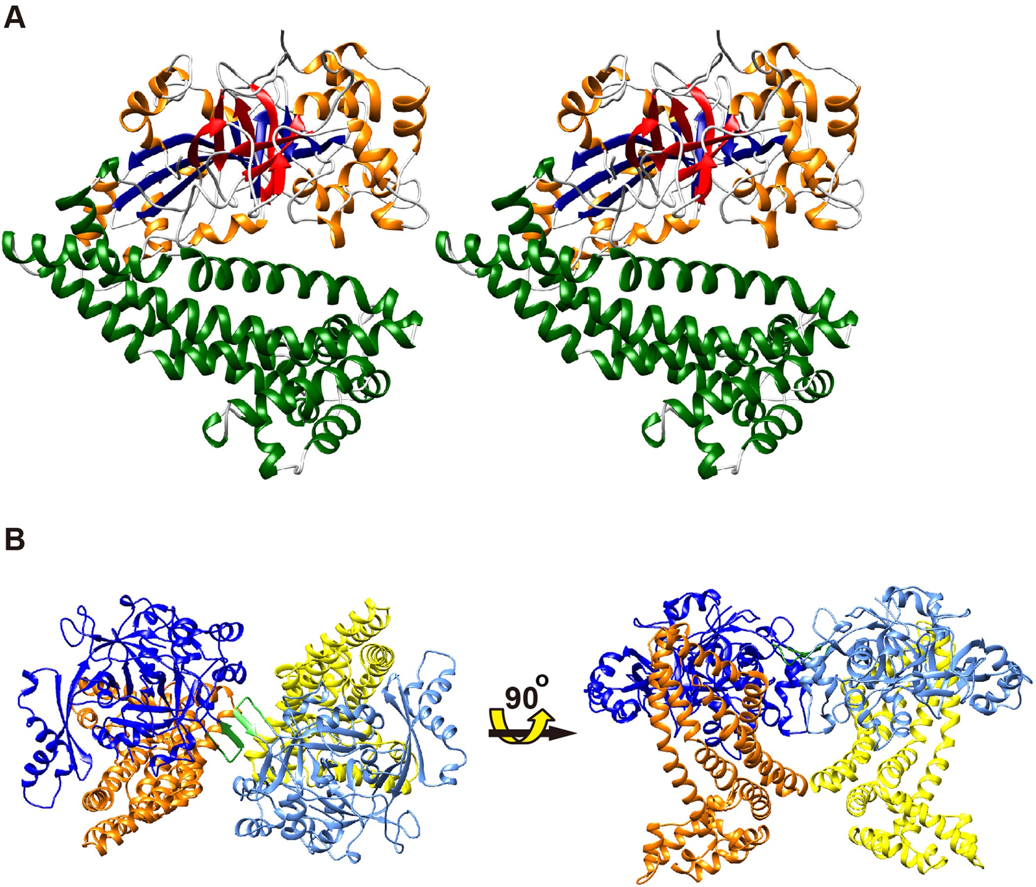 structural and mutational analyses of dipeptidyl peptidase 11 from porphyromonas gingivalis reveal the molecular basis for strict substrate specificity scientific reports structural and mutational analyses