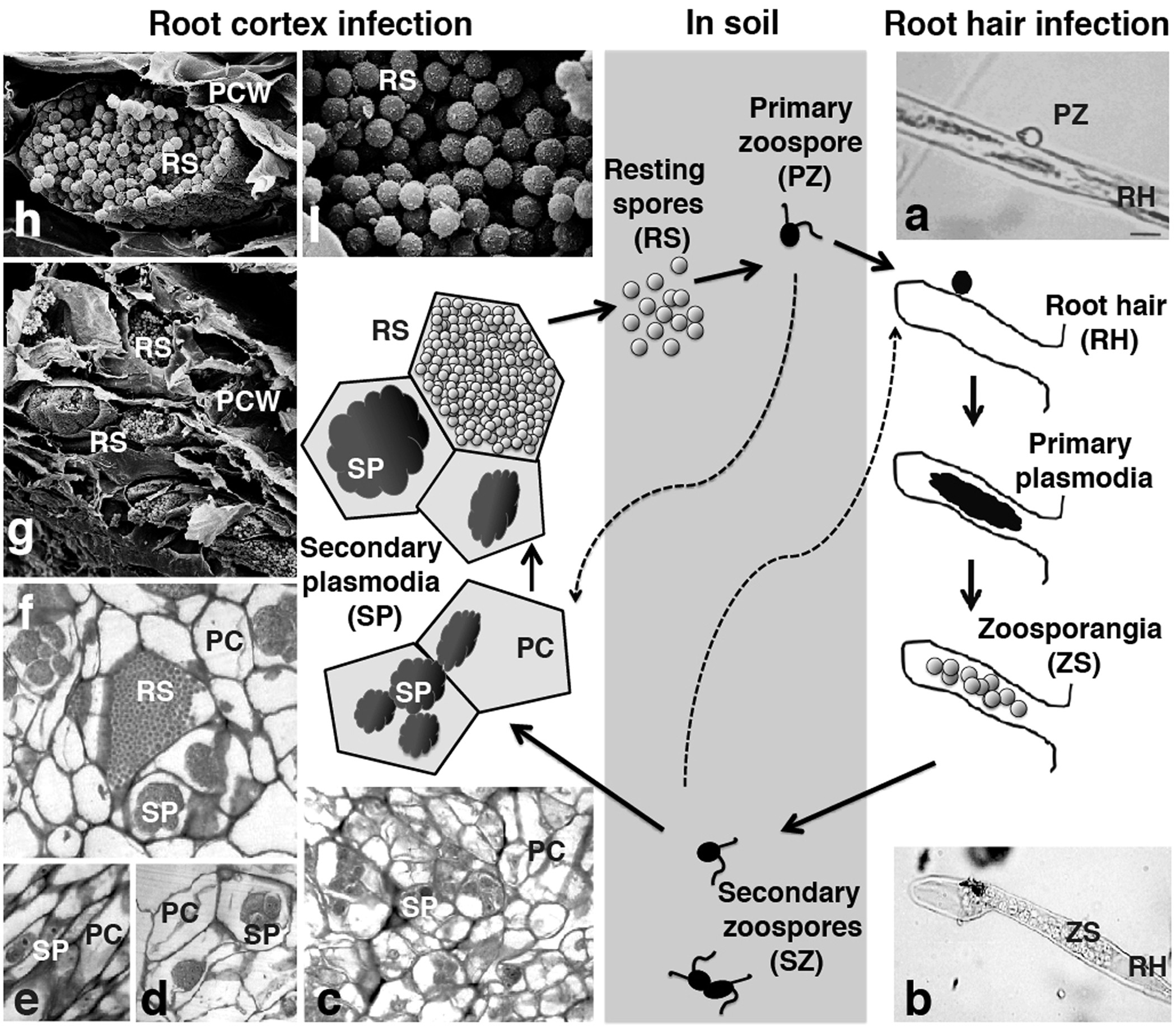 Neighbor-net analysis of Pedicularis section Cyathophora using nrITS