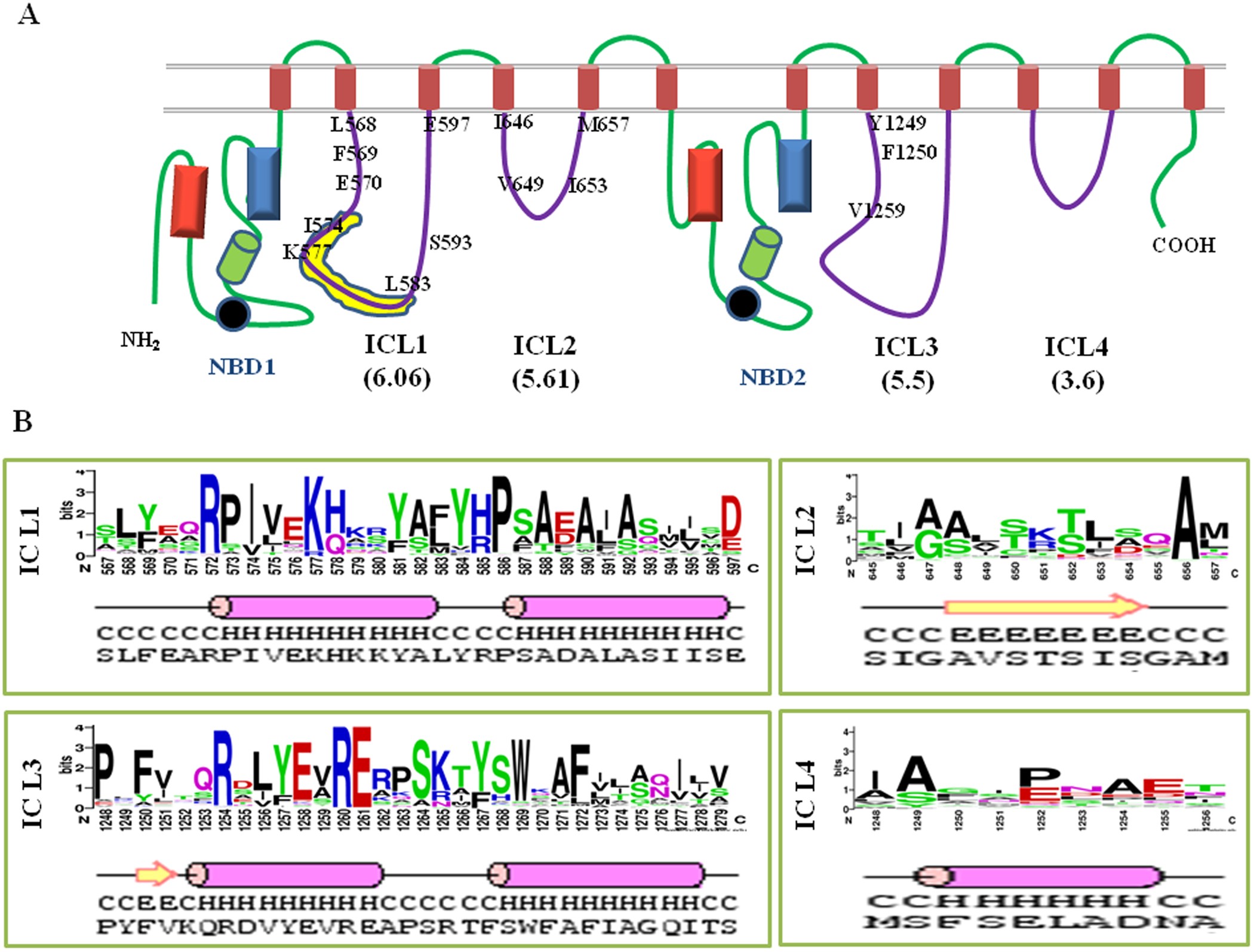 Mutational Analysis of Intracellular Loops Identify Cross Talk with  Nucleotide Binding Domains of Yeast ABC Transporter Cdr1p | Scientific  Reports