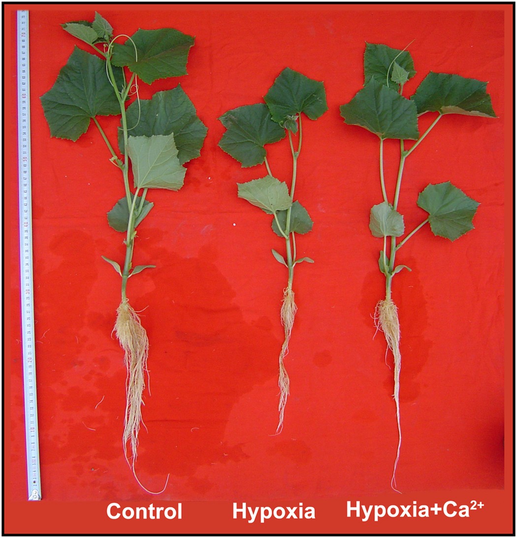 The effect of exogenous calcium on mitochondria, respiratory metabolism  enzymes and ion transport in cucumber roots under hypoxia | Scientific  Reports