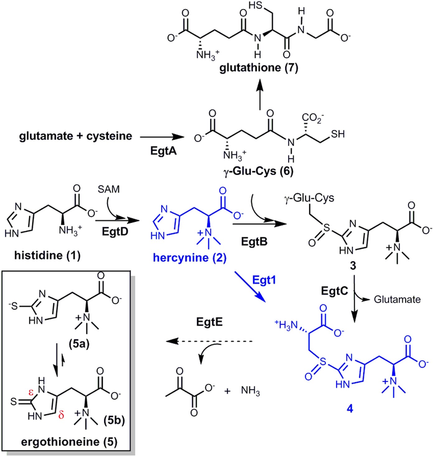 kinds of glutathione capsule Glutathione