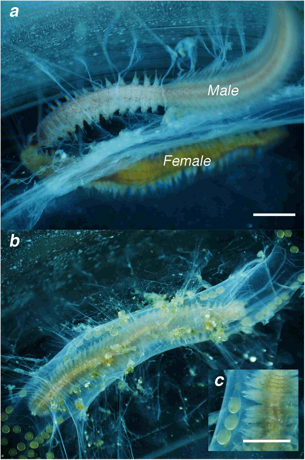 To brood or not to brood: Are marine invertebrates that protect their offspring more resilient to ocean acidification? | Scientific Reports To brood or not to brood: Are marine invertebrates that protect their offspring more resilient to ocean acidification? | Scientific Reports