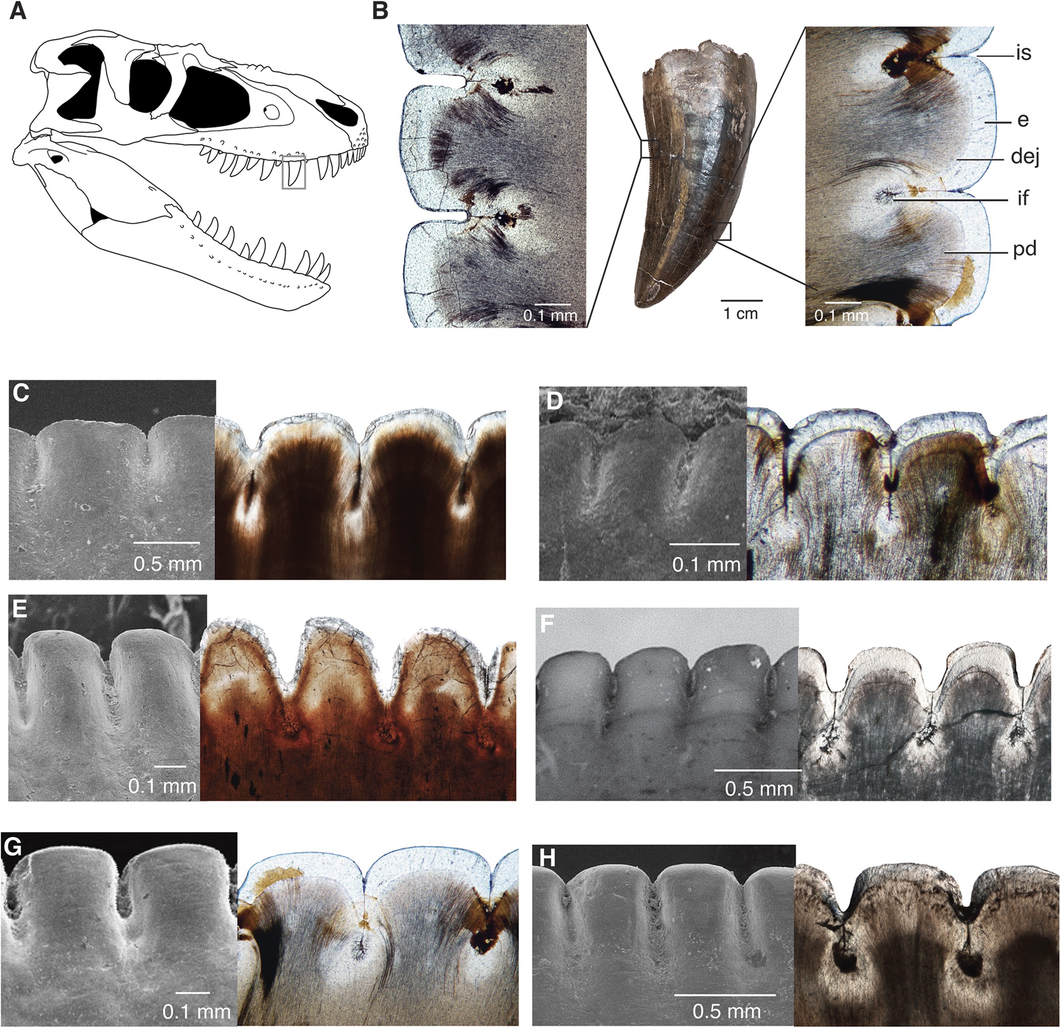 Developmental And Evolutionary Novelty In The Serrated Teeth Of Theropod Dinosaurs Scientific Reports