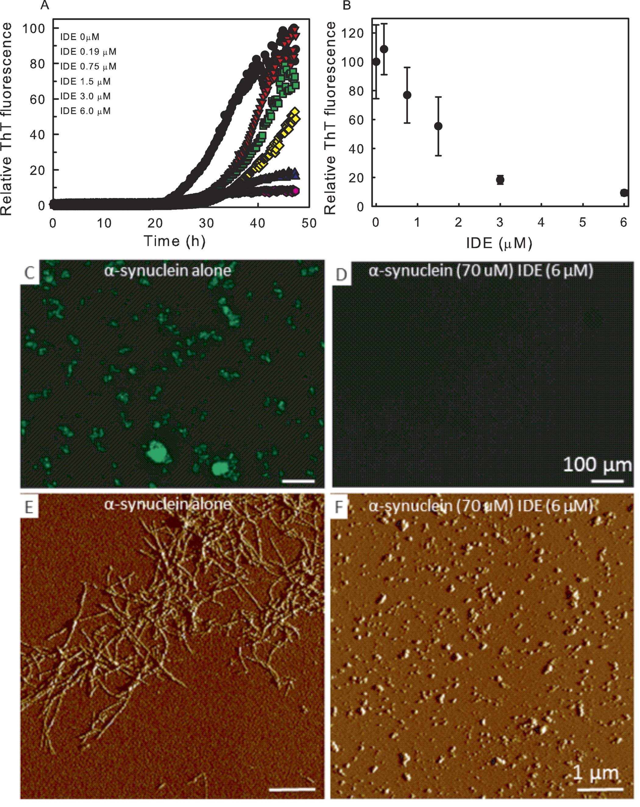 Insulin Degrading Enzyme Prevents A Synuclein Fibril Formation In A Nonproteolytical Manner Scientific Reports