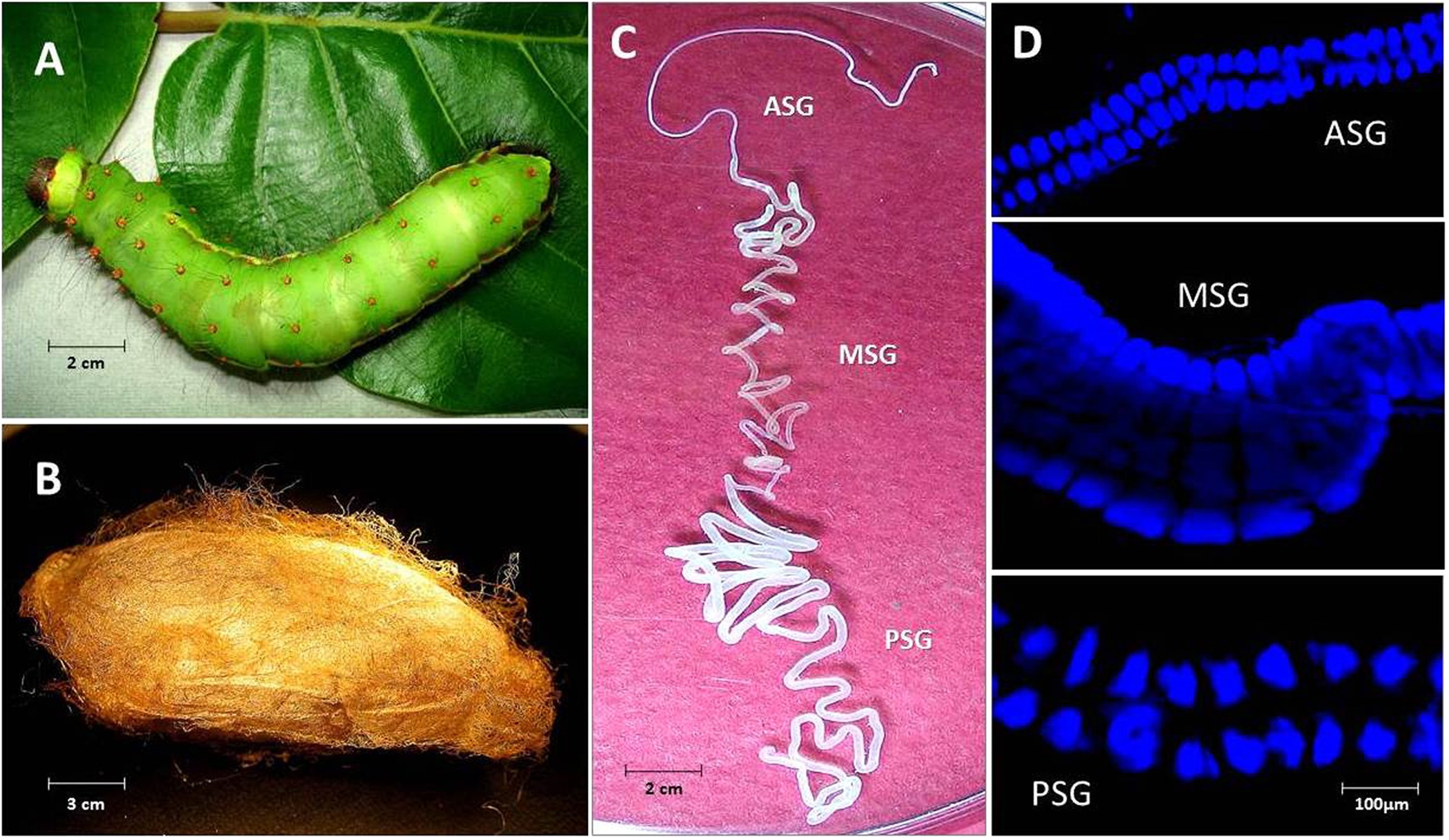 Molecular architecture of silk fibroin of Indian golden silkmoth, Antheraea  assama | Scientific Reports