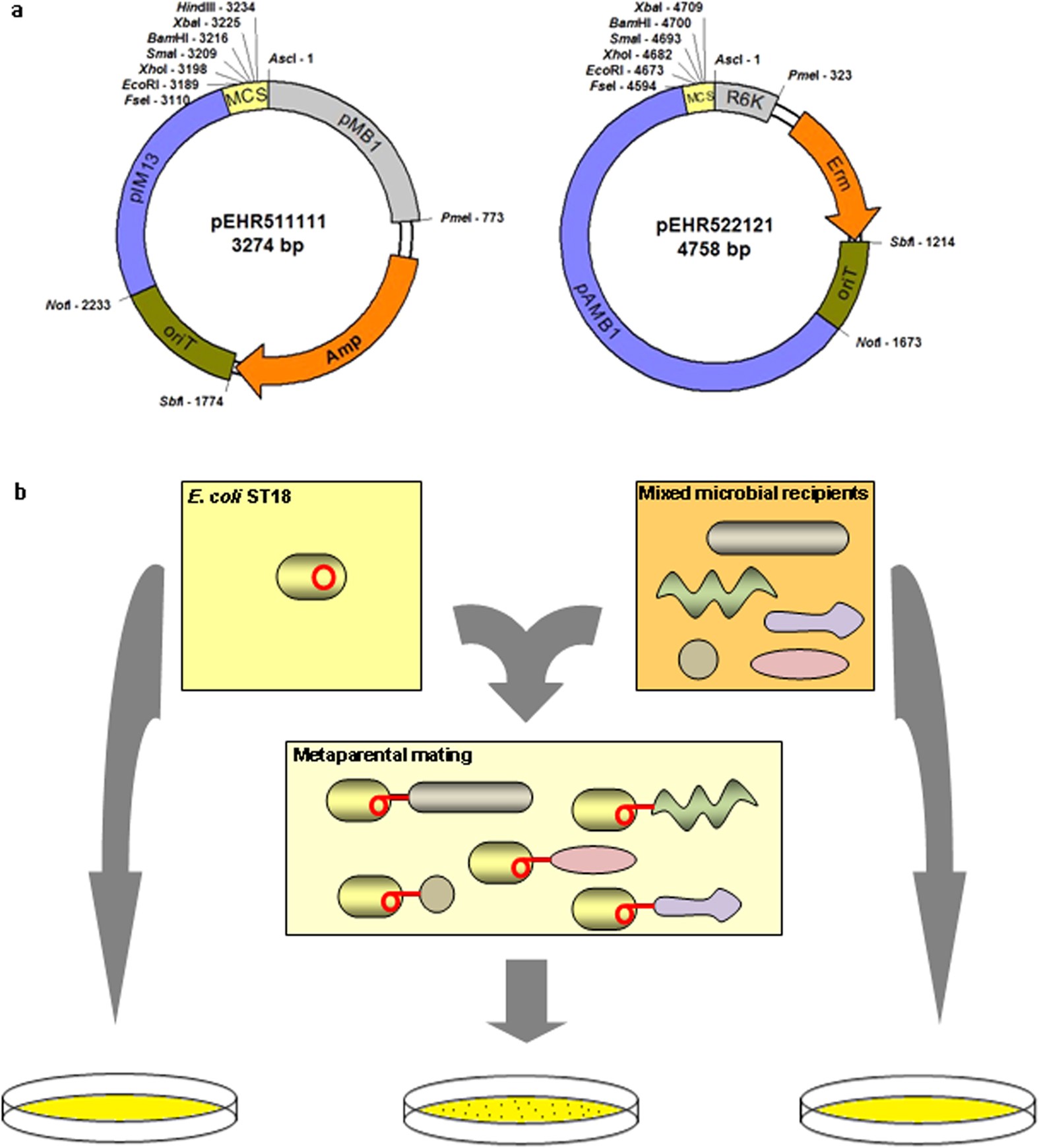 A collection of bacterial isolates from the pig intestine reveals