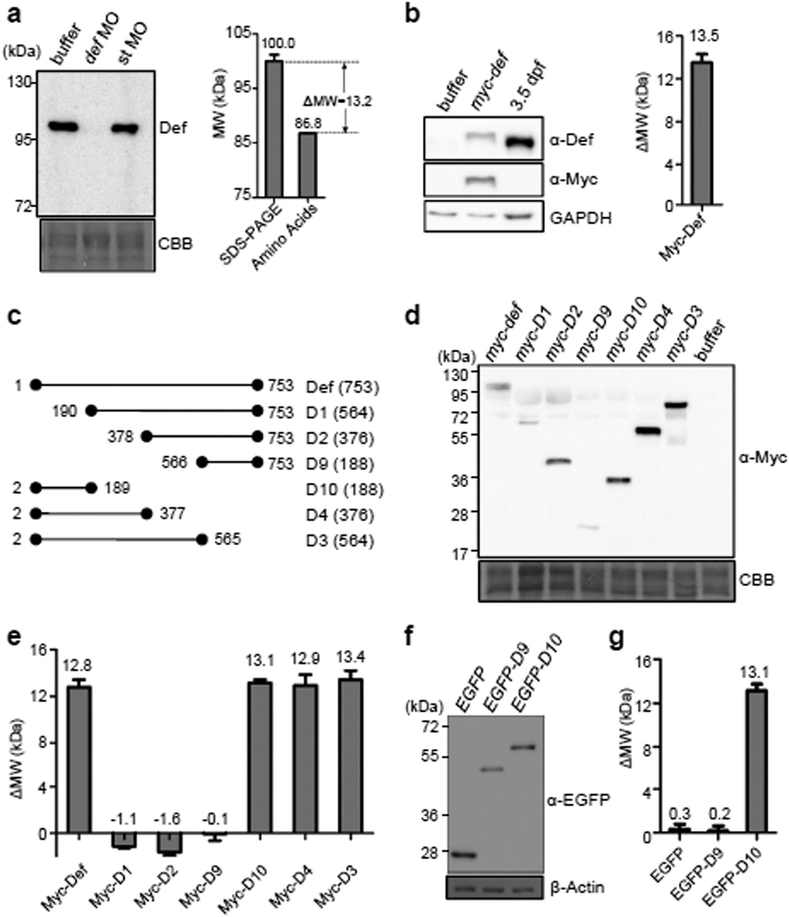 An equation to estimate the difference between theoretically predicted and  SDS PAGE-displayed molecular weights for an acidic peptide | Scientific  Reports