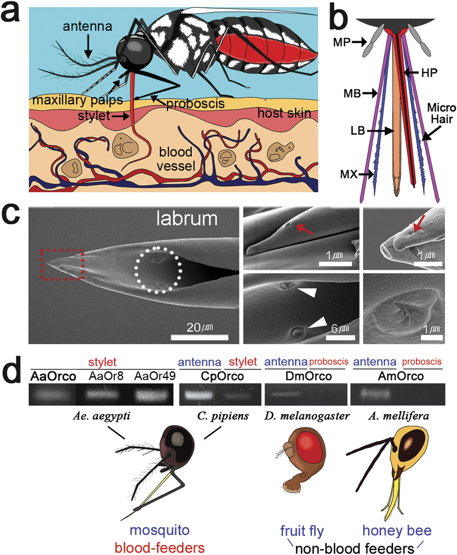 A novel olfactory pathway is essential for fast and efficient blood-feeding  in mosquitoes