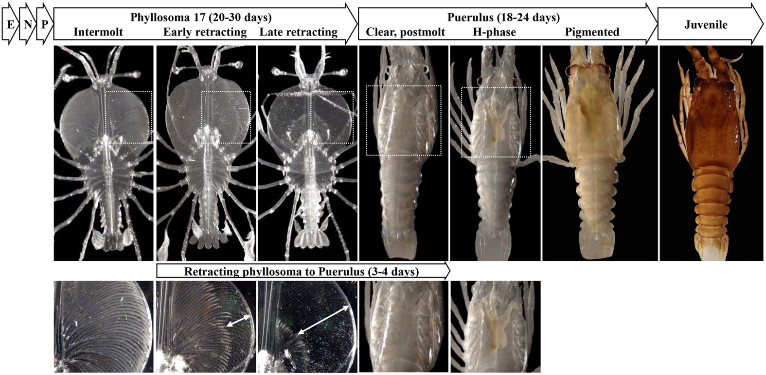 Redefining metamorphosis in spiny lobsters: molecular analysis of the  phyllosoma to puerulus transition in Sagmariasus verreauxi | Scientific  Reports