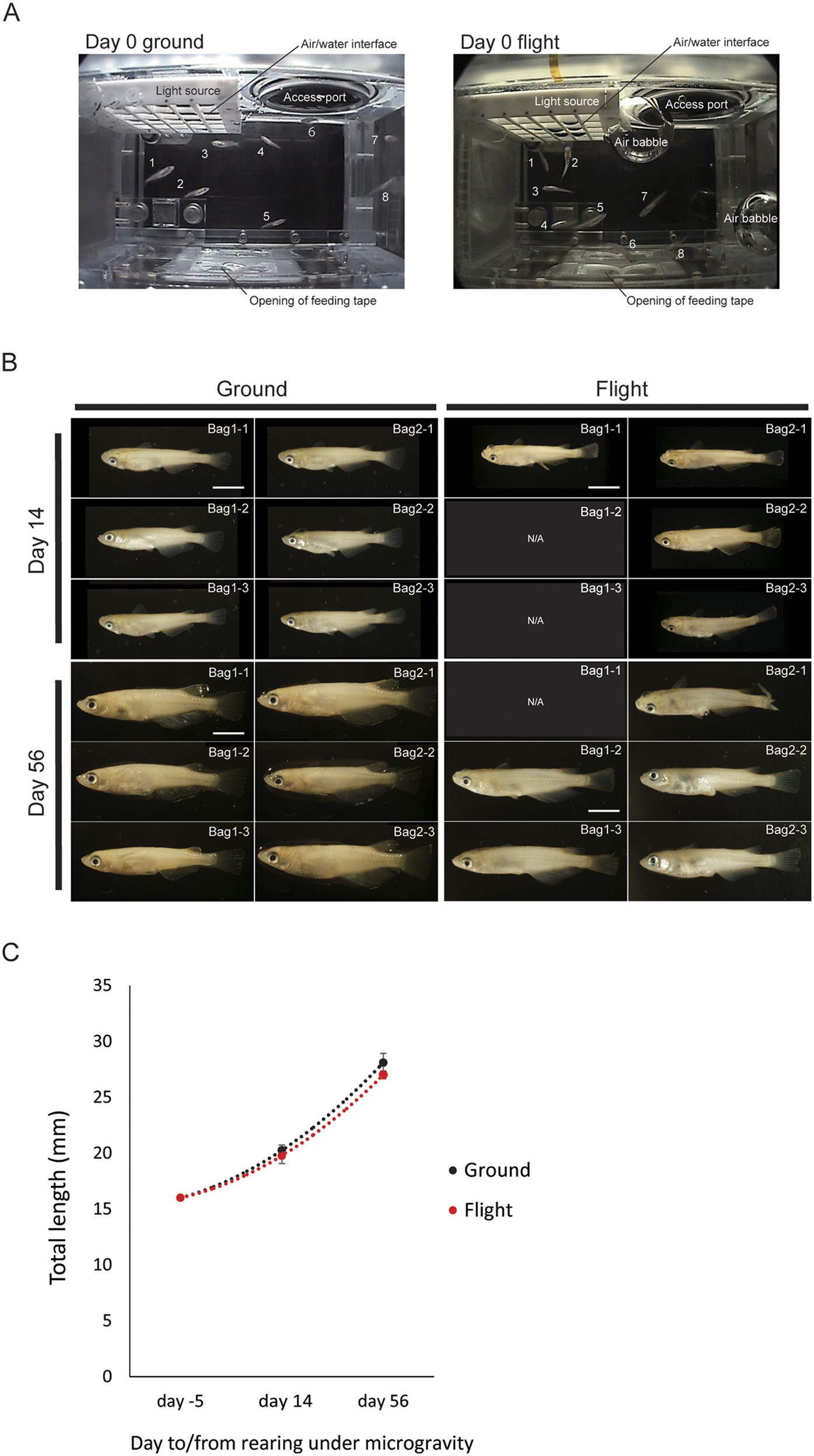 Microgravity Promotes Osteoclast Activity In Medaka Fish Reared At