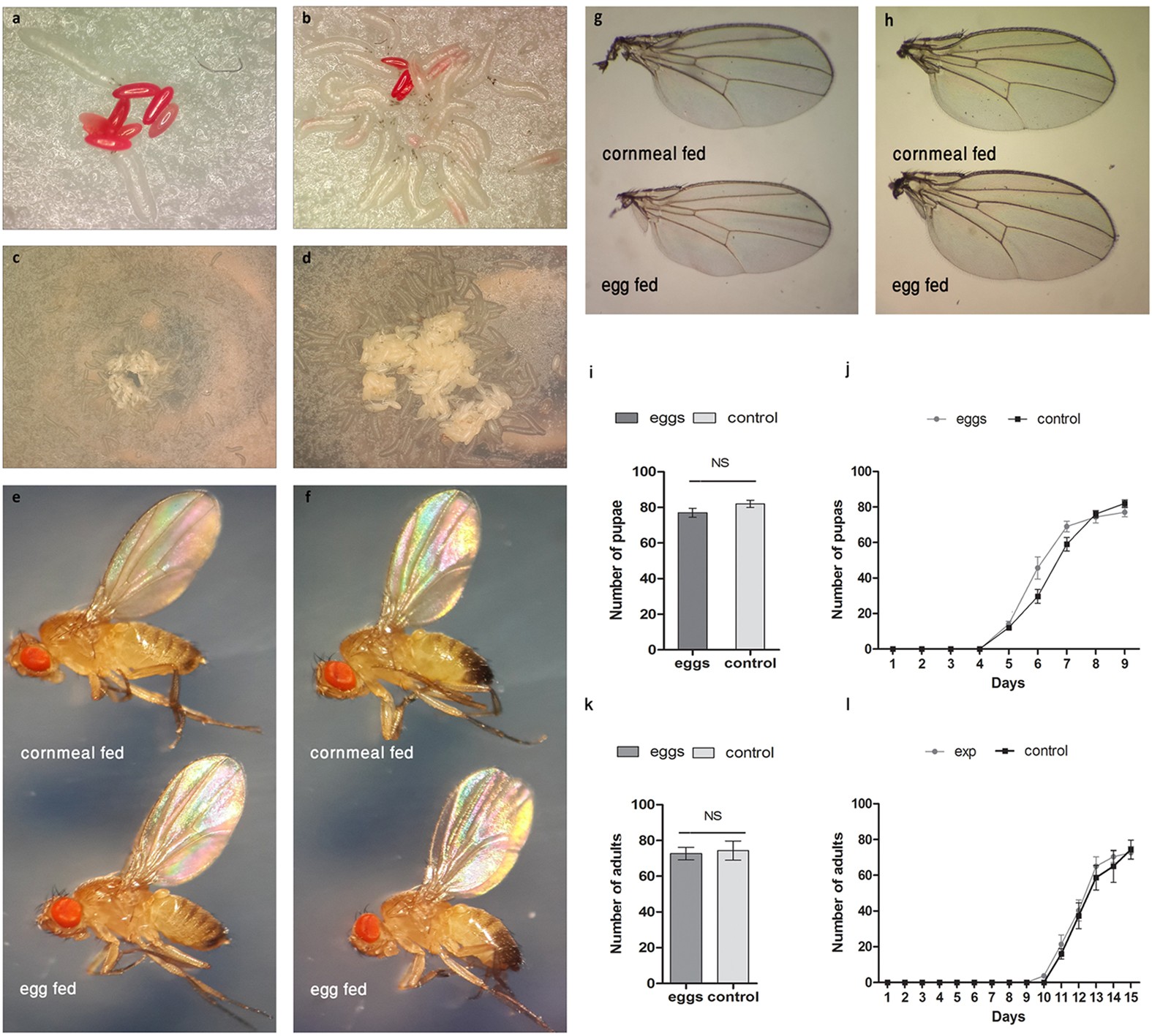 Starvation-Induced Dietary Behaviour in Drosophila melanogaster Larvae and  Adults | Scientific Reports