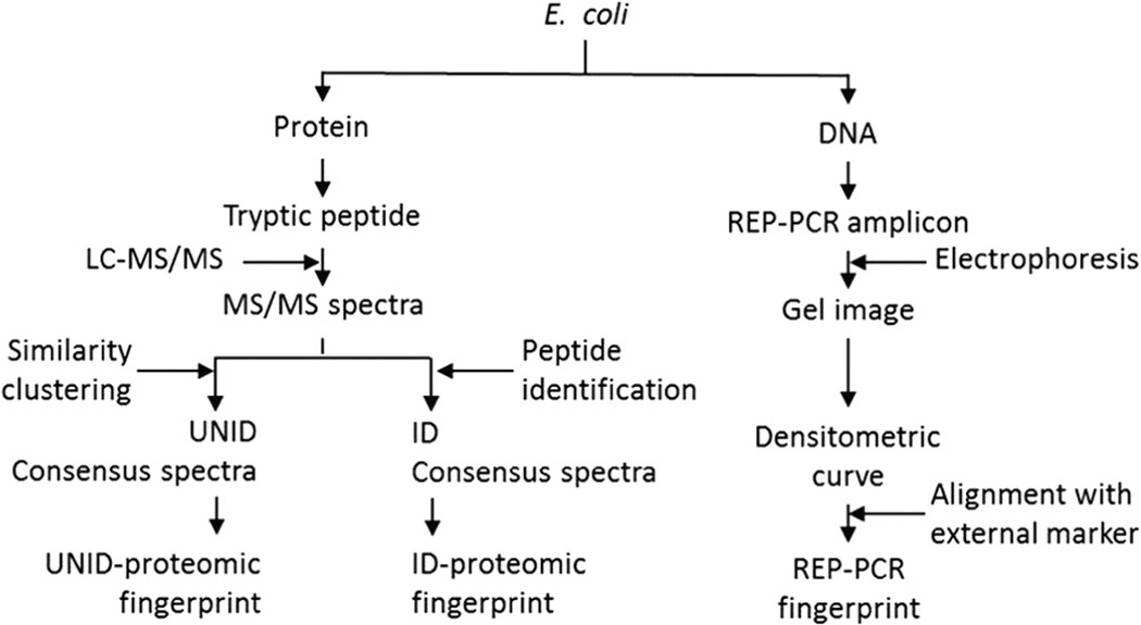 Microorganism Identification Chart