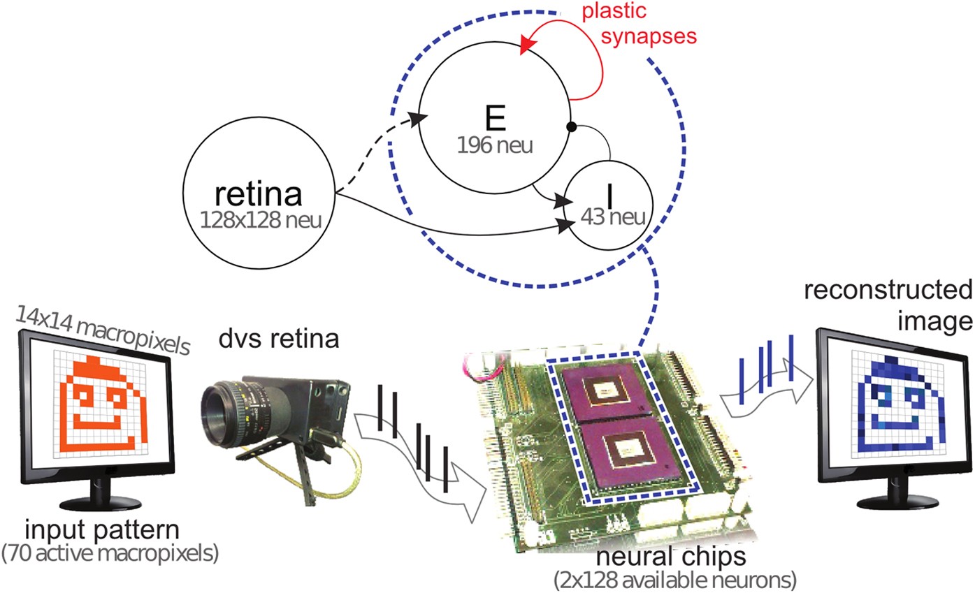 Real time unsupervised learning of visual stimuli in neuromorphic VLSI  systems Scientific Reports